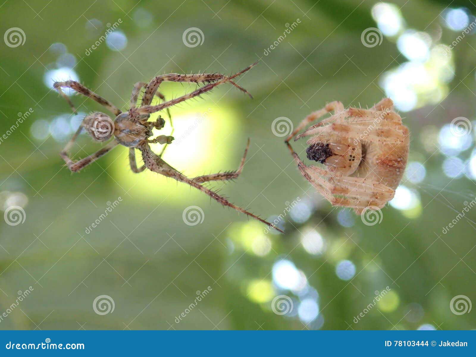 Pair of Spiders Ready To Mate Stock Photo Image of spiders, pair