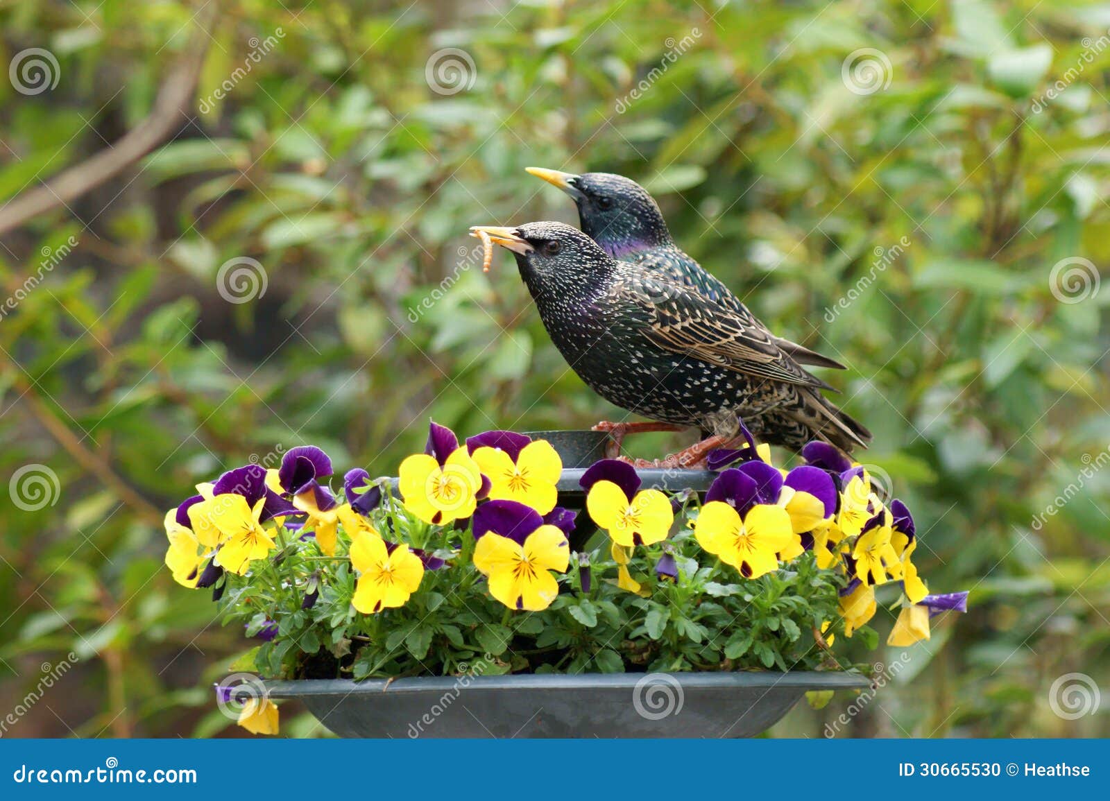 pair of starlings feeding amongst pansies