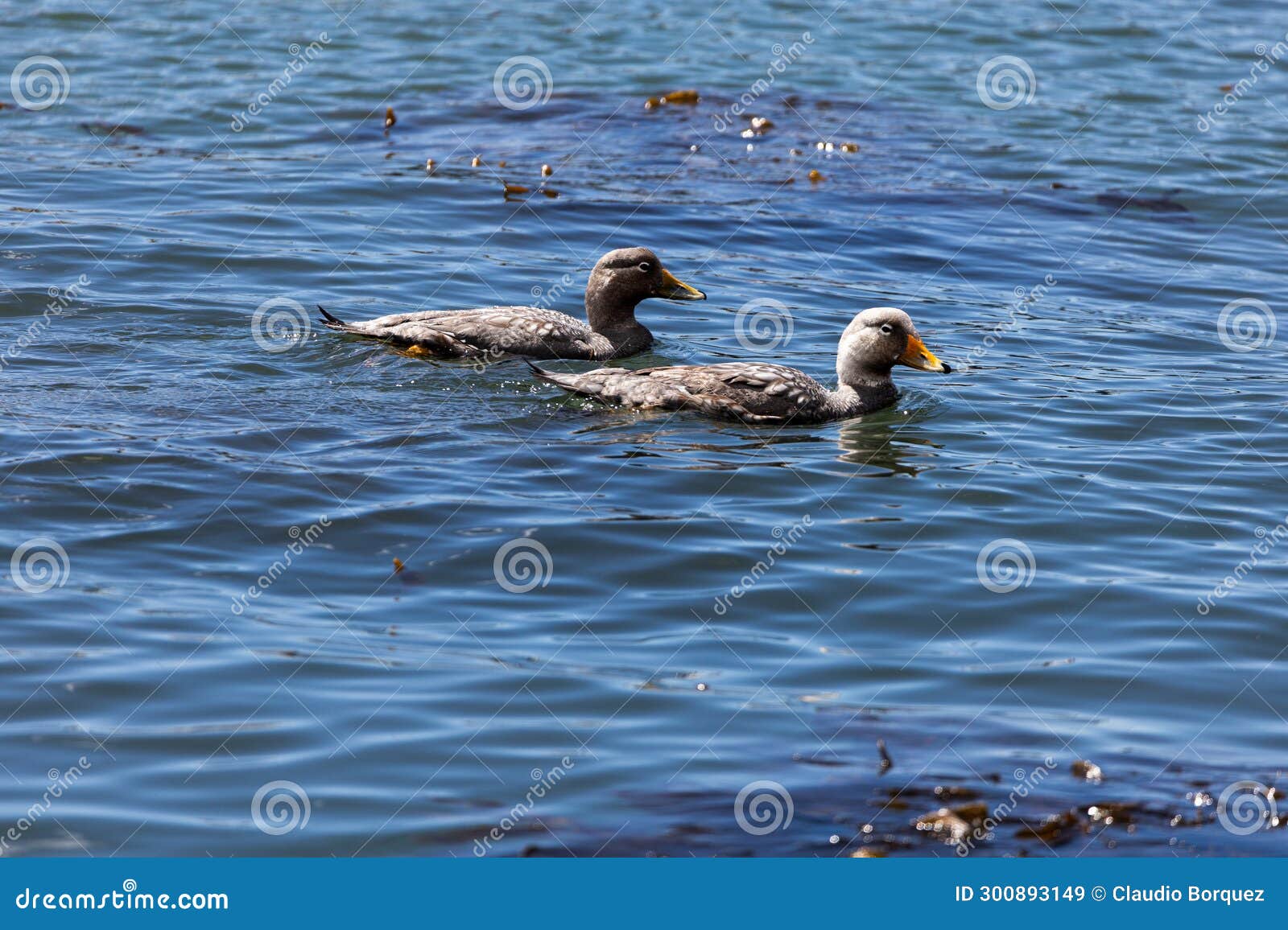 Pair of Steamer Ducks Swimming Stock Image Image of ecological, live