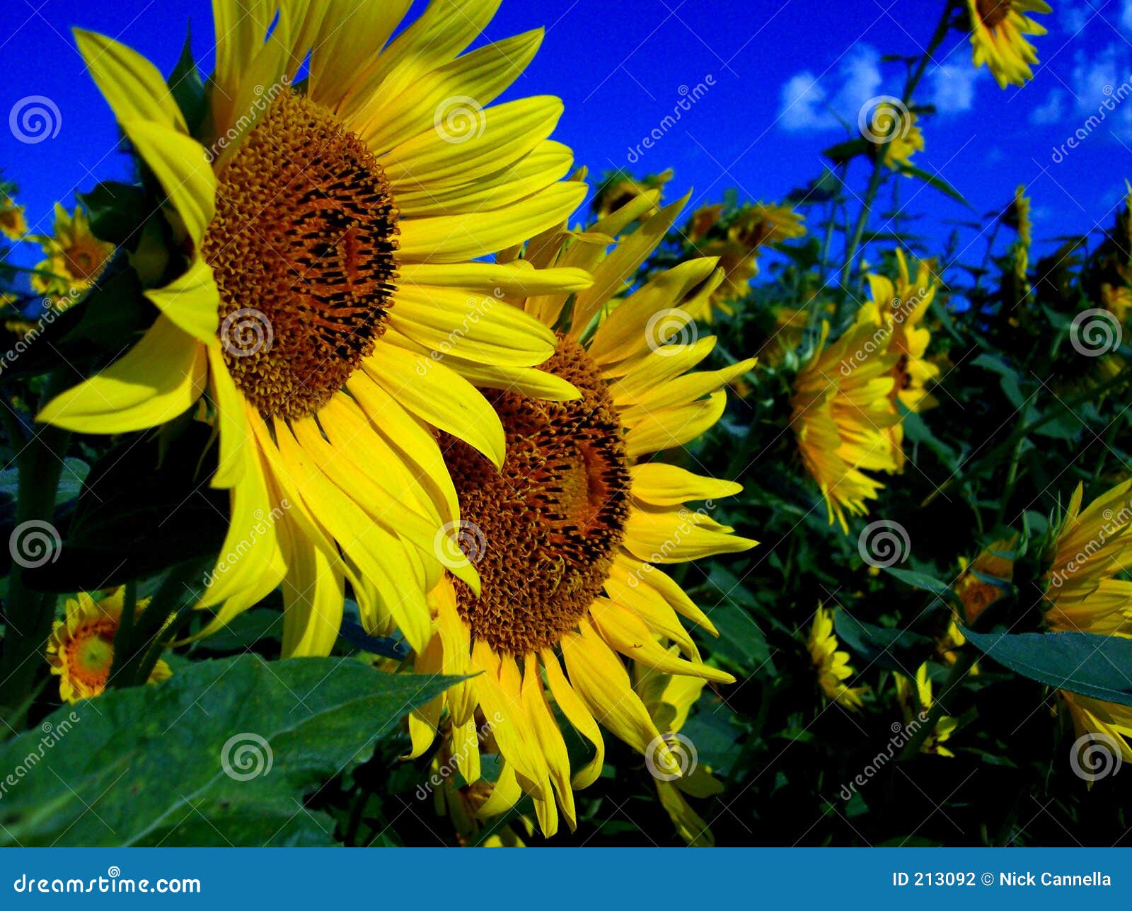 Pair of Sunflowers stock photo. Image of colorful, bright 213092