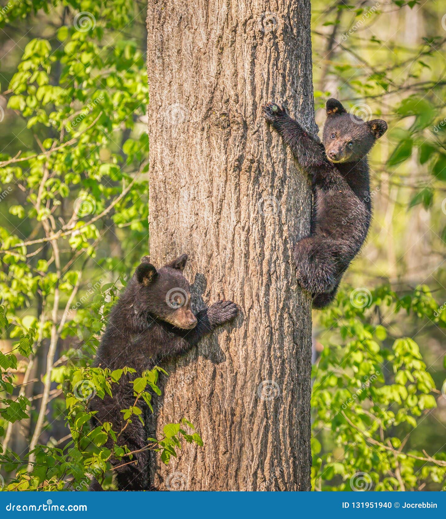 pair of three month old black bear cubs climbing tree.tif