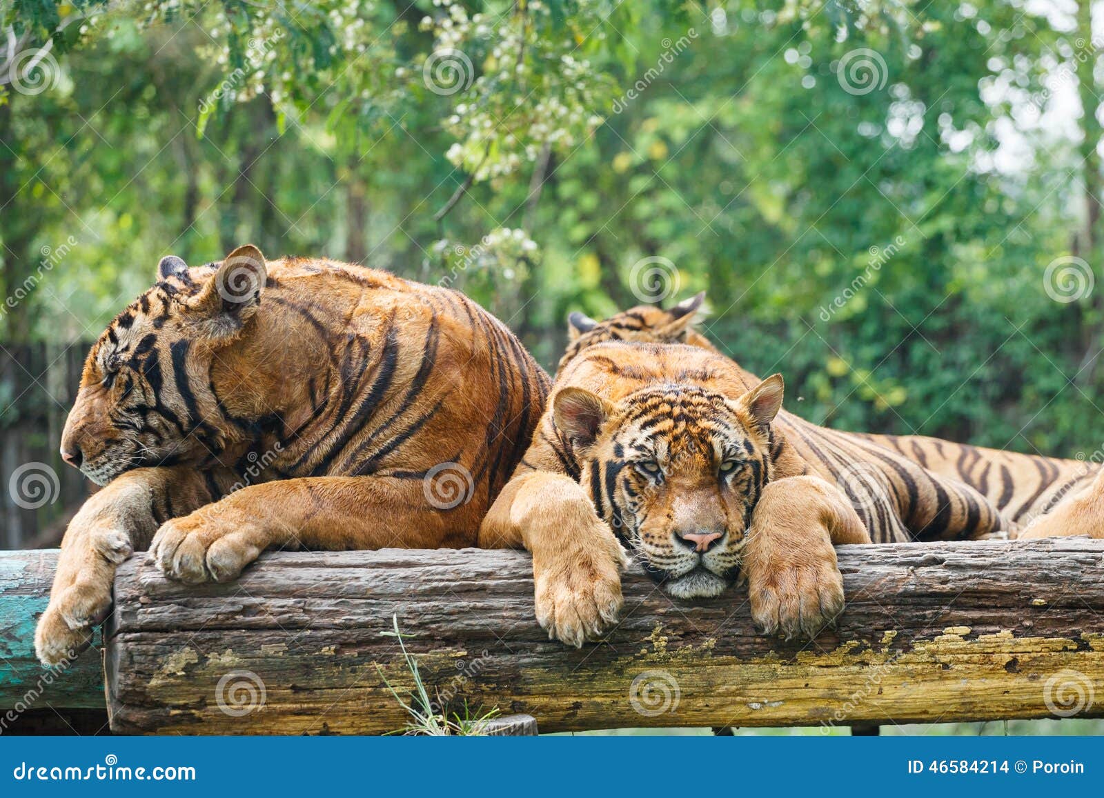 lucht verontreiniging Bende Pair of tigers stock photo. Image of safari, pair, cats - 46584214