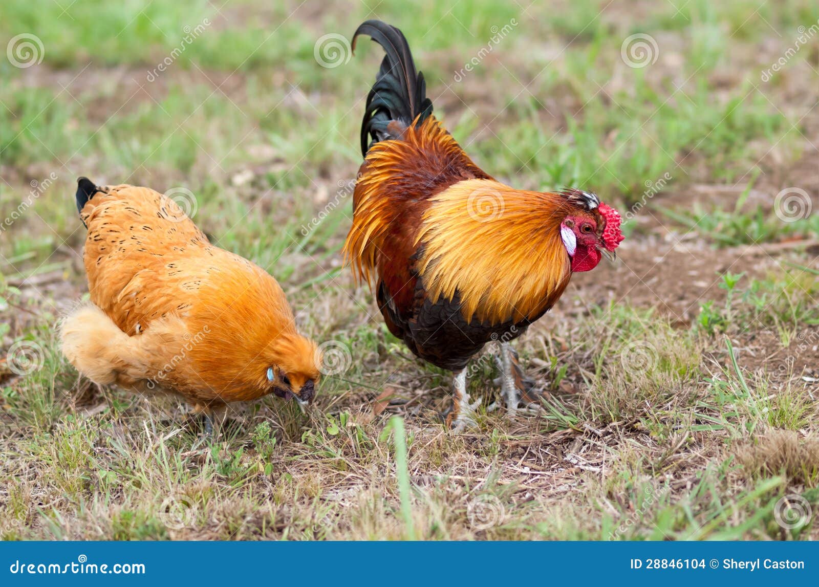 pair of two bantam chickens forage for food
