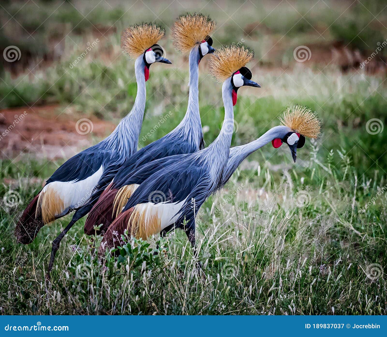 pair of two mating pairs of grey crown cranes in kenya