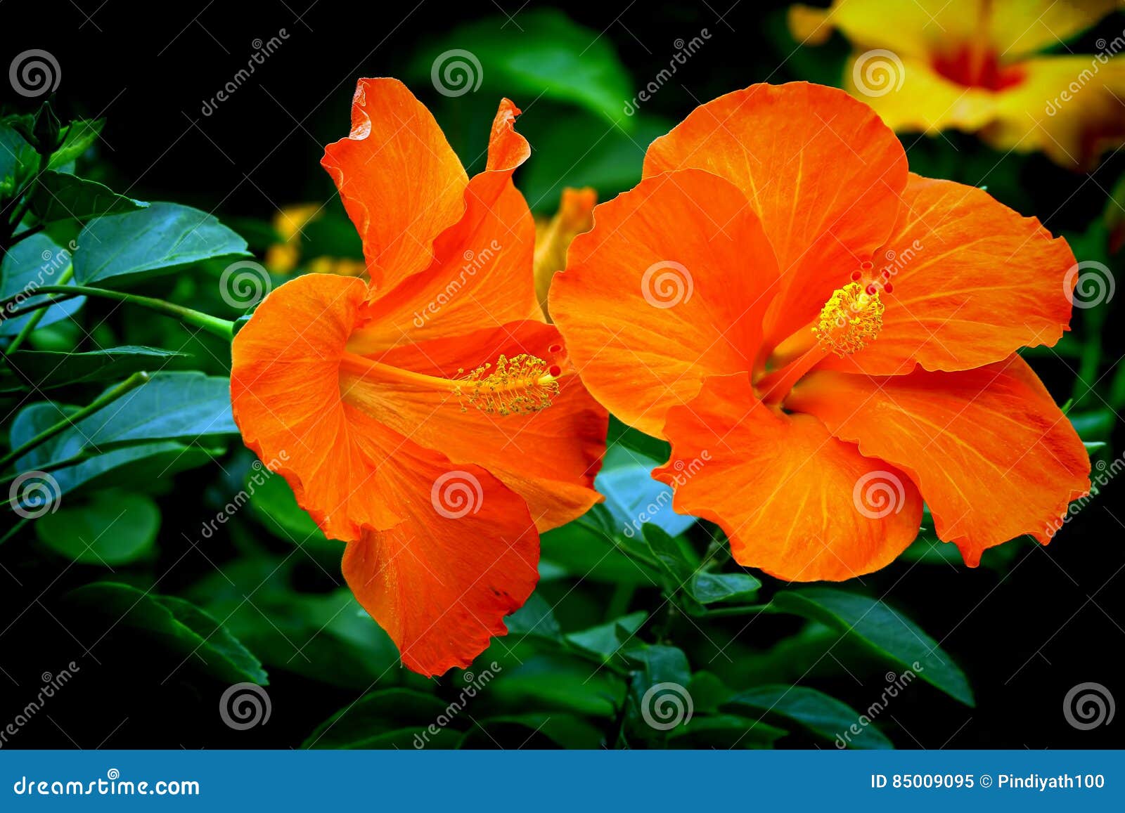 pair of vibrant orange hibiscus flowers