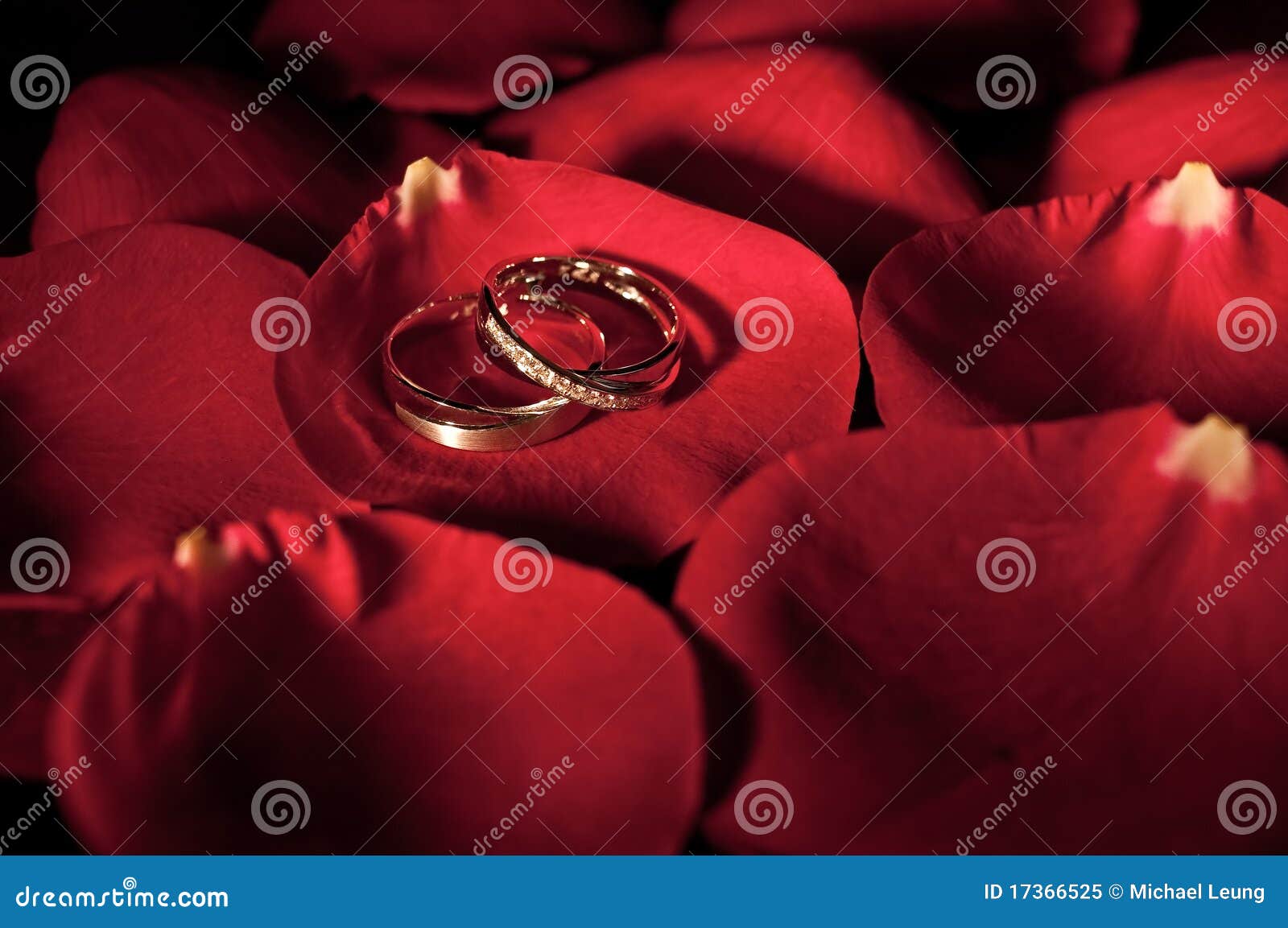 A Pair of Wedding Ring on a Rose Petal Stock Image Image of ring