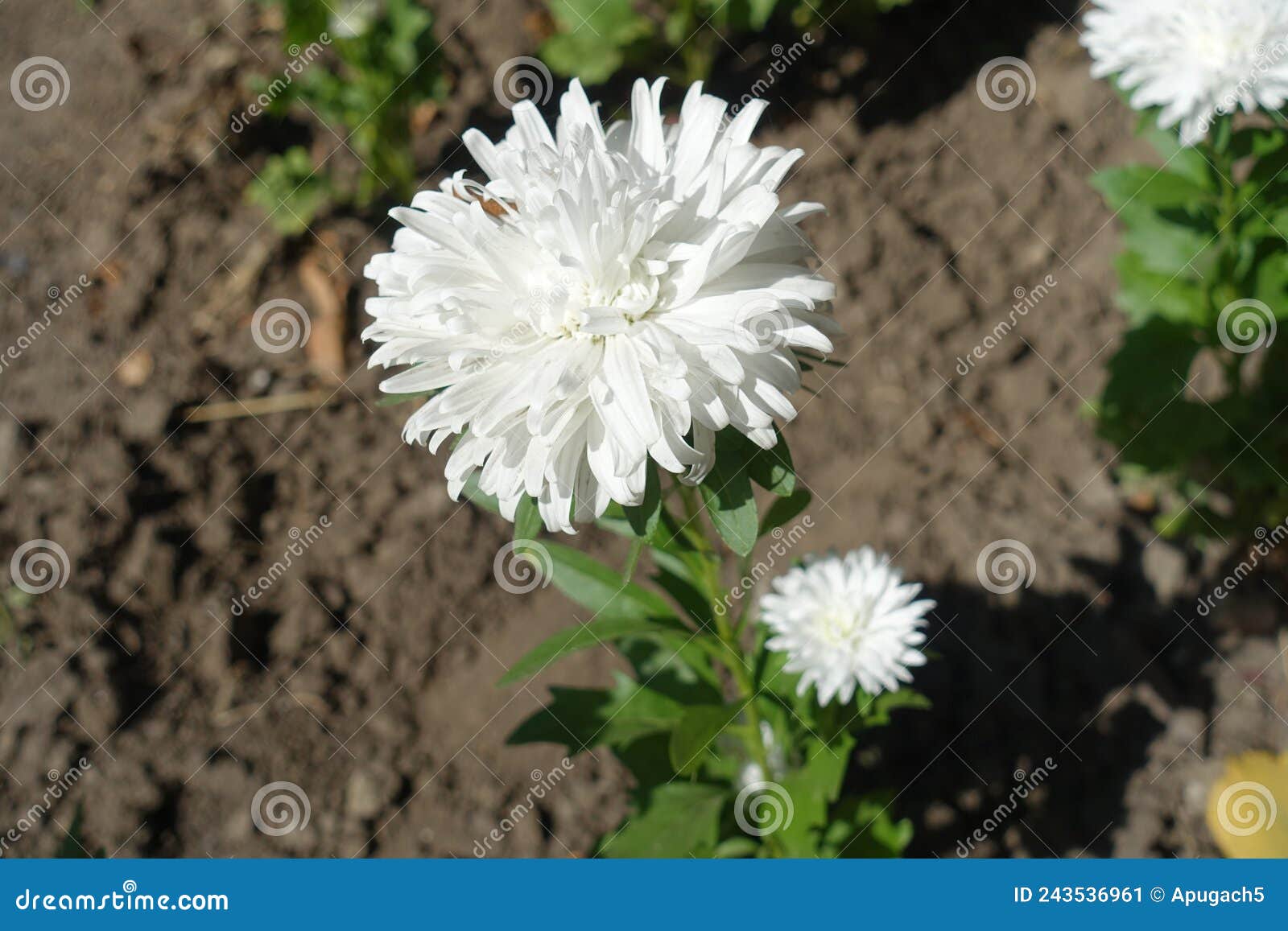 Pair of White Flowers of China Asters in September Stock Image Image