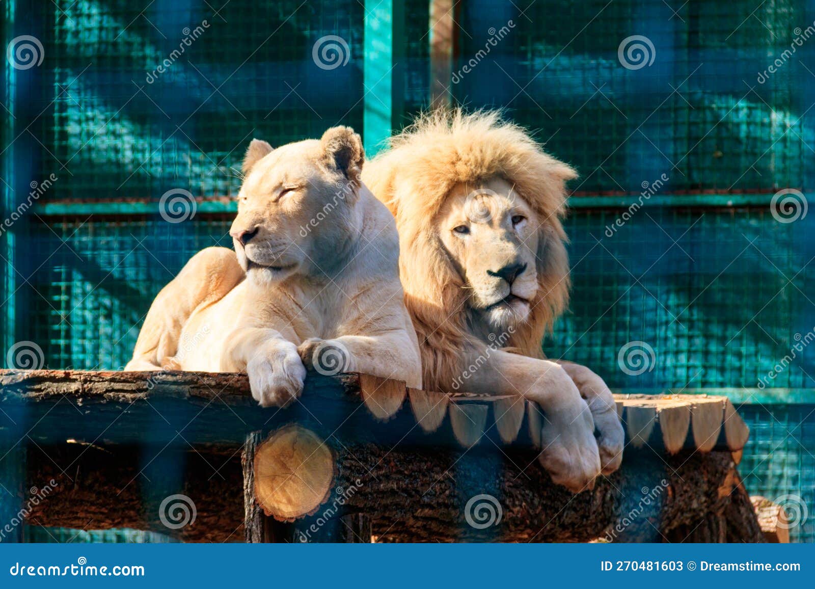Pair of white lions in zoo stock image. Image of head 270481603