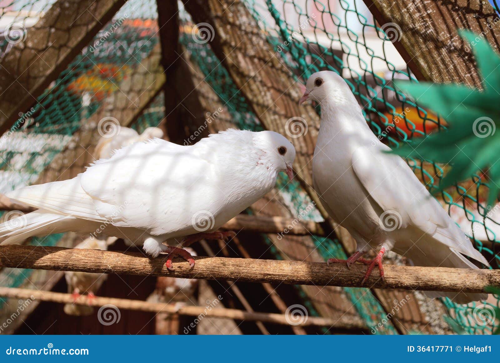 A pair of white pigeons stock image. Image of accessories 36417771