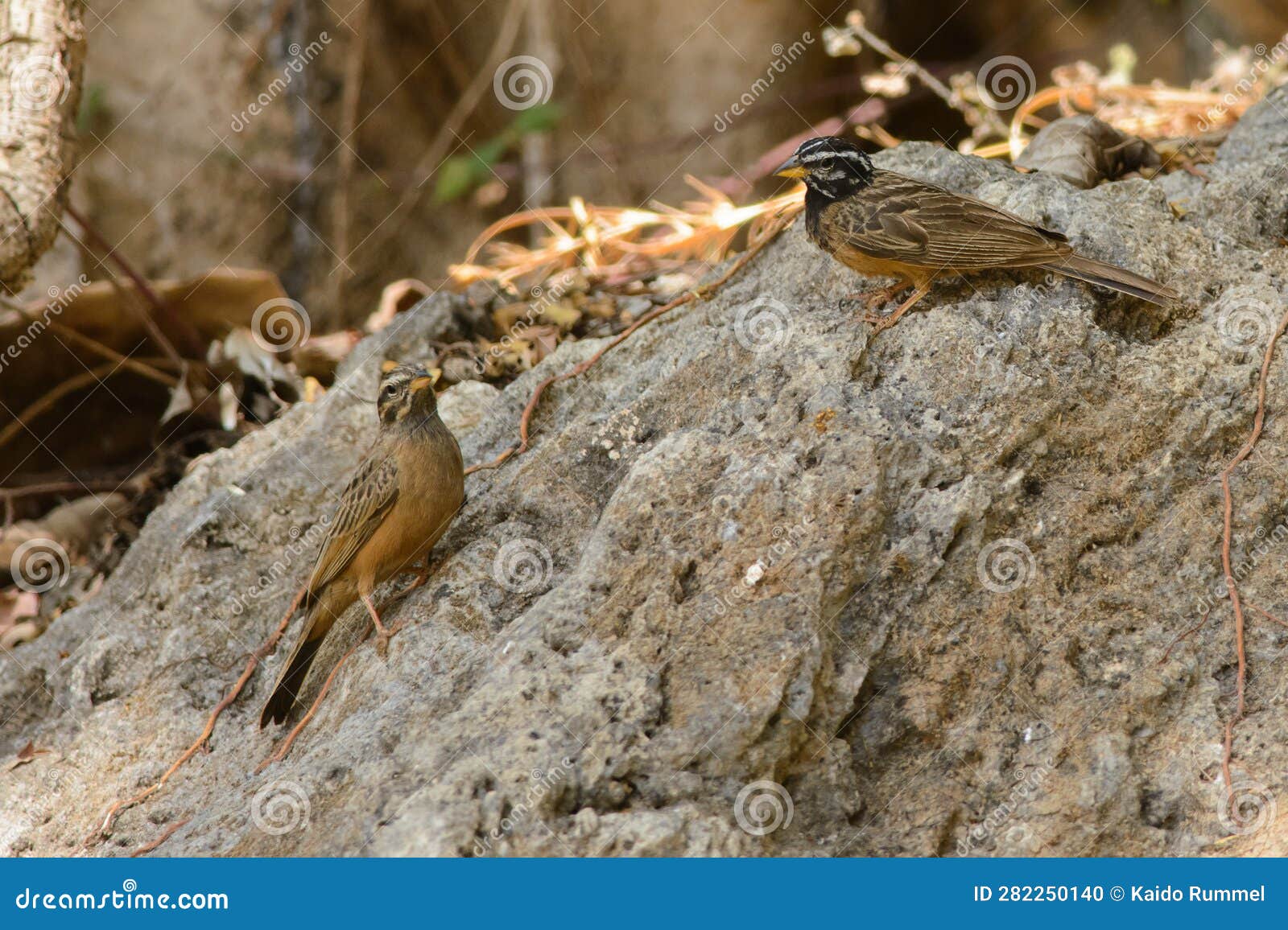 cinnamon-breasted buntings in arabia