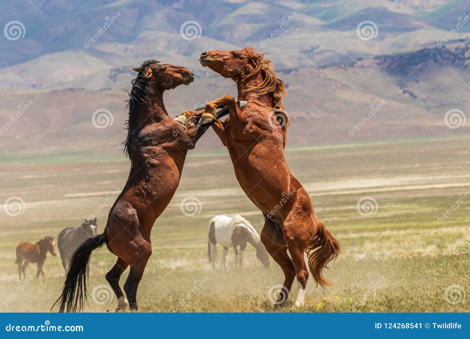 pair of wild horses fighting in summer