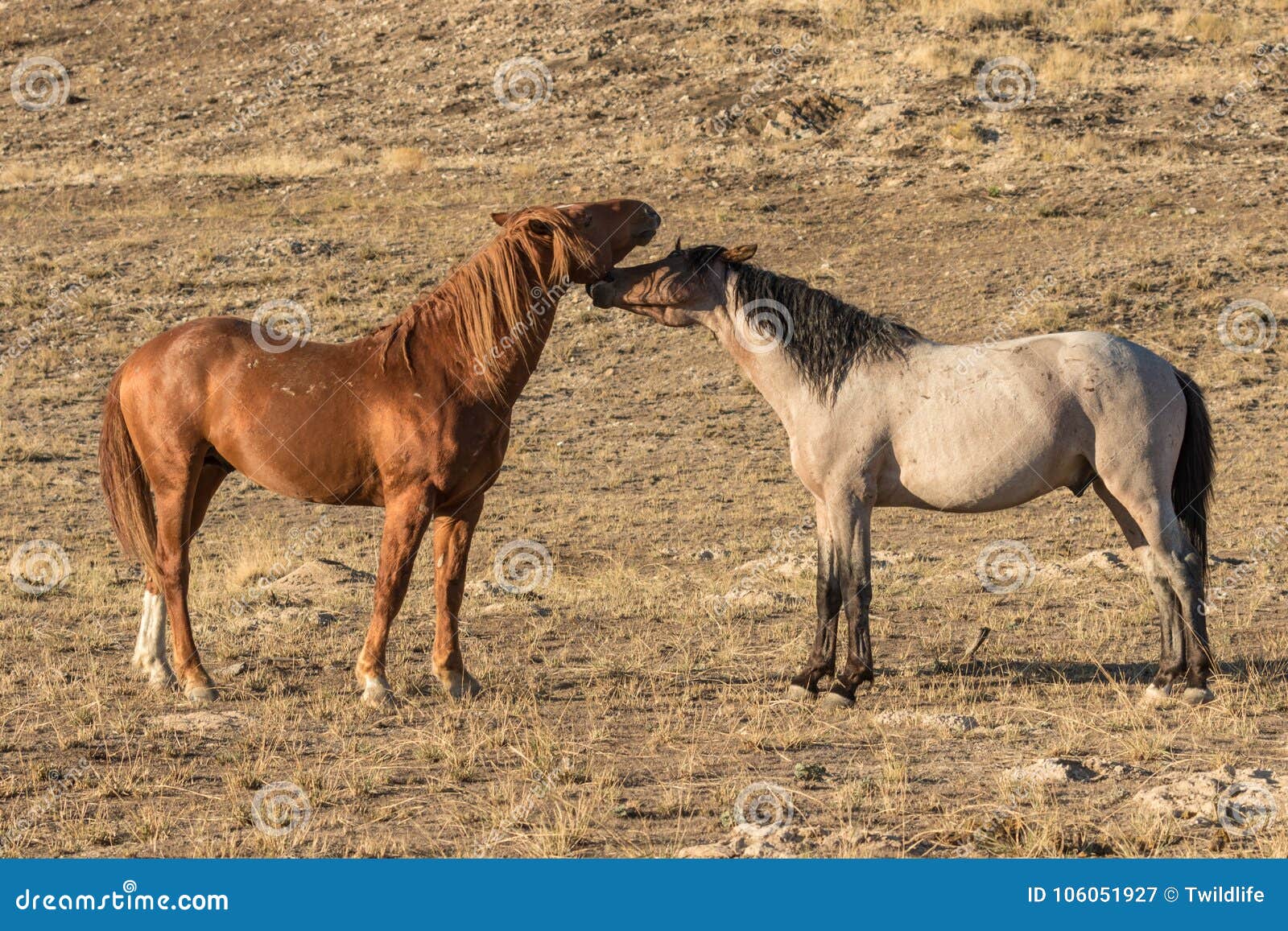 Pair of Wild Horses Interacting in the Desert Stock Image Image of utah, wild 106051927