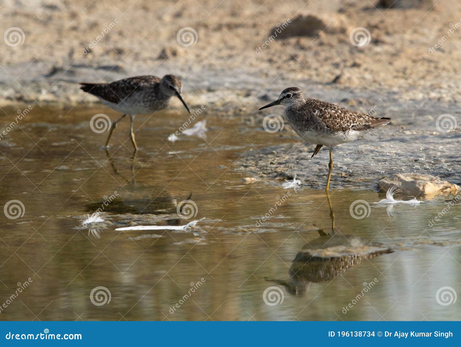 a pair of wood sandpipers at asker marsh, bahrain