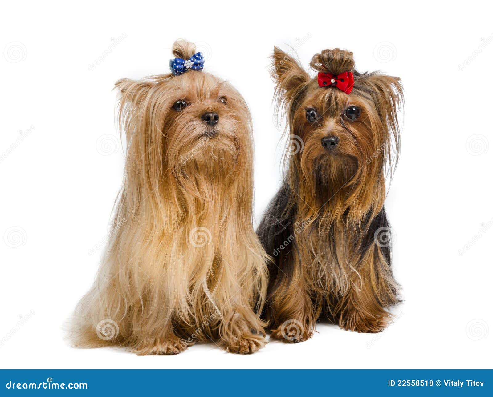 Pair of Yorkshire Terriers stock photo. Image of love 22558518