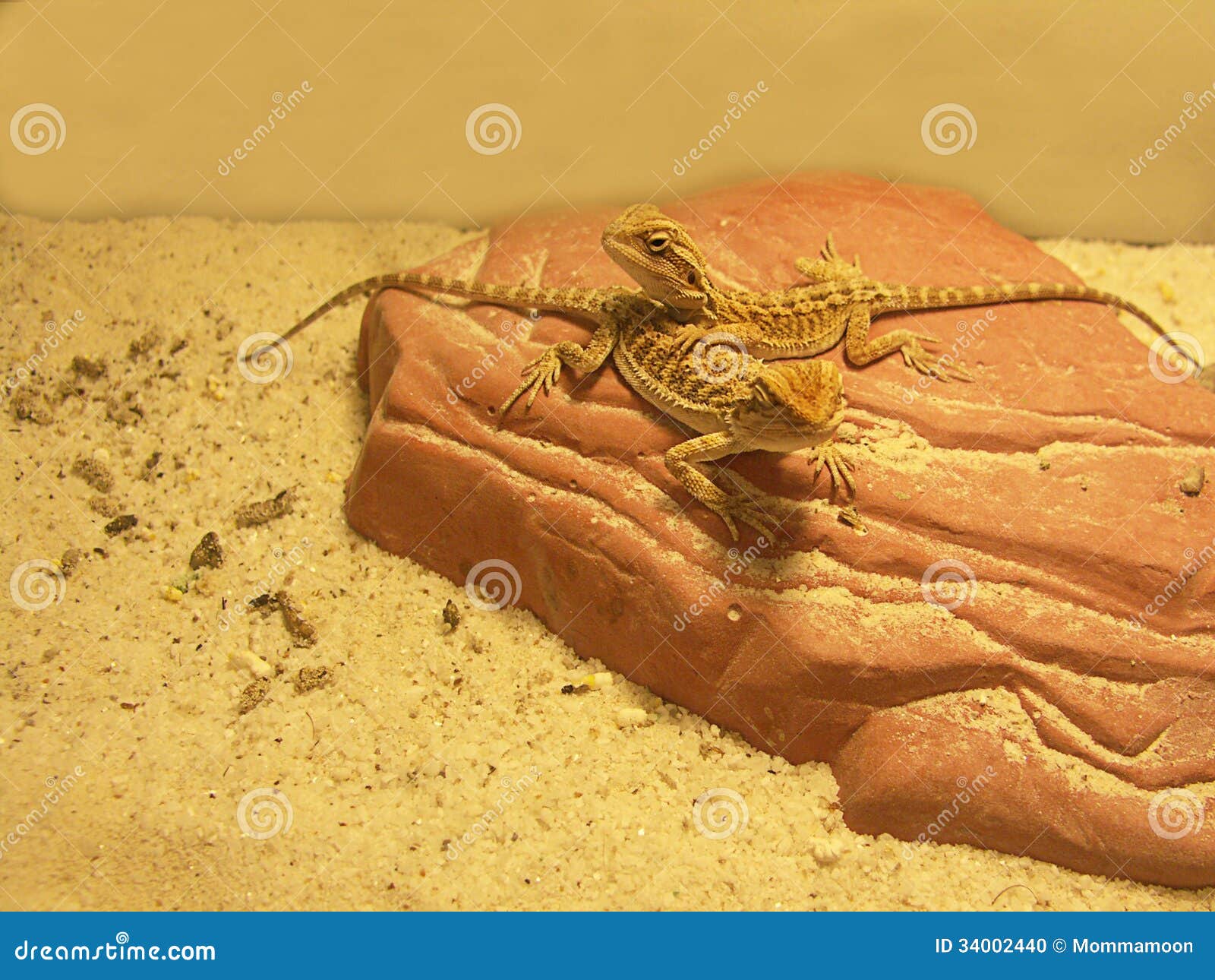 Pair of Young Bearded Dragons on Rock Stock Photo Image of animal, gold 34002440