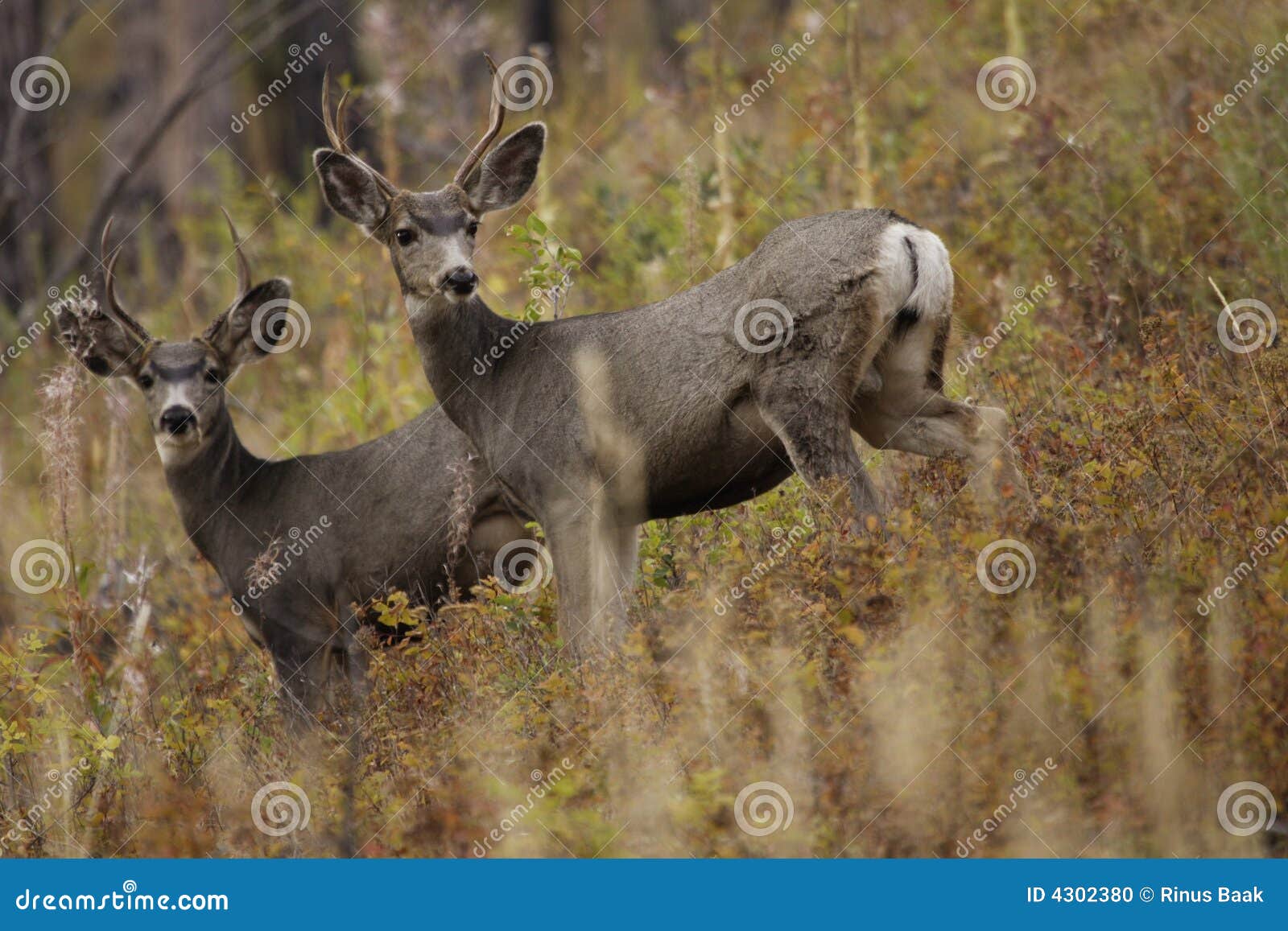 Pair of Young Bucks stock photo. Image of green, together 4302380