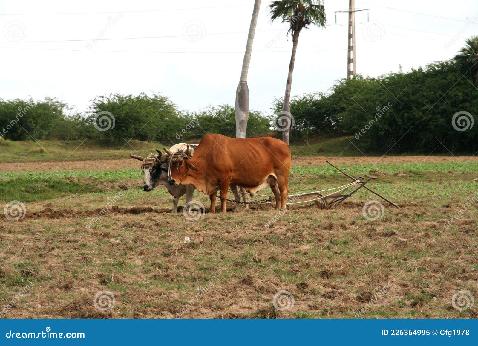 pair of zebus plowing the land in pinar del rÃÂ­o, cuba. cuban cattle. cuban agriculture and livestock. manual plow drawn by animal