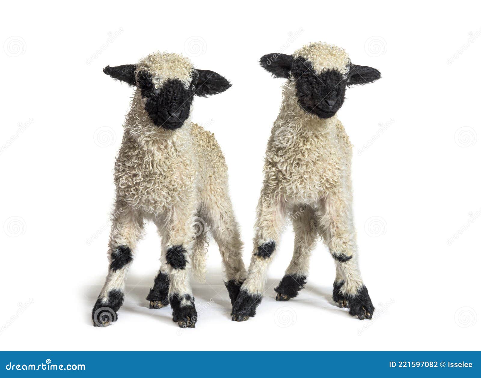 paire of lambs valais blacknose sheep standing on white