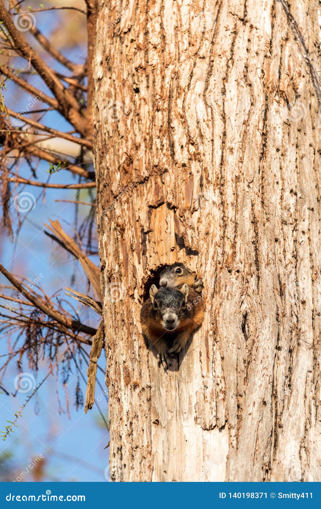 Pairs Du Niger De Sciurus De Kit D Ecureuil De Fox De Bebe Au Dessus Du Dessus De Sa Mere Dans Le Nid Image Stock Image Du Rongeur Ecureuil Pairs Du Niger De Sciurus De Kit D Ecureuil De Fox De Bebe Au Dessus Du Dessus De Sa Mere Dans Le Nid Image Stock Image Du Rongeur Ecureuil