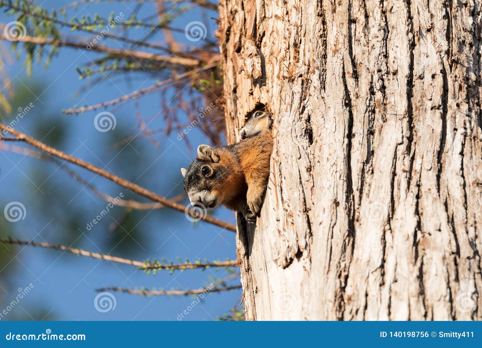 Pairs Du Niger De Sciurus De Kit D Ecureuil De Fox De Bebe Au Dessus Du Dessus De Sa Mere Dans Le Nid Photo Stock Image Du Arbre Renard Pairs Du Niger De Sciurus De Kit D Ecureuil De Fox De Bebe Au Dessus Du Dessus De Sa Mere Dans Le Nid Photo Stock Image Du Arbre Renard