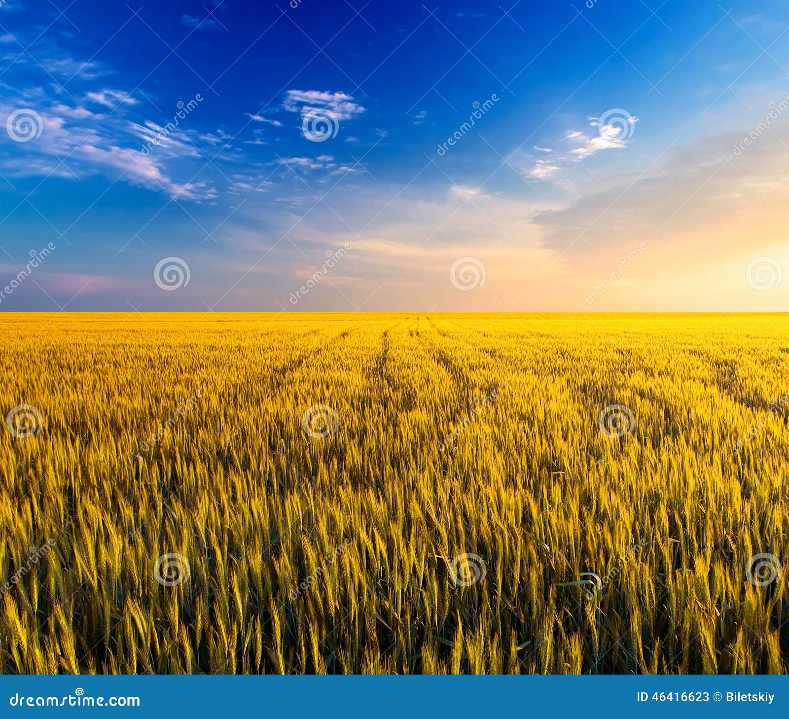 Campo e céu Paisagem agricultural