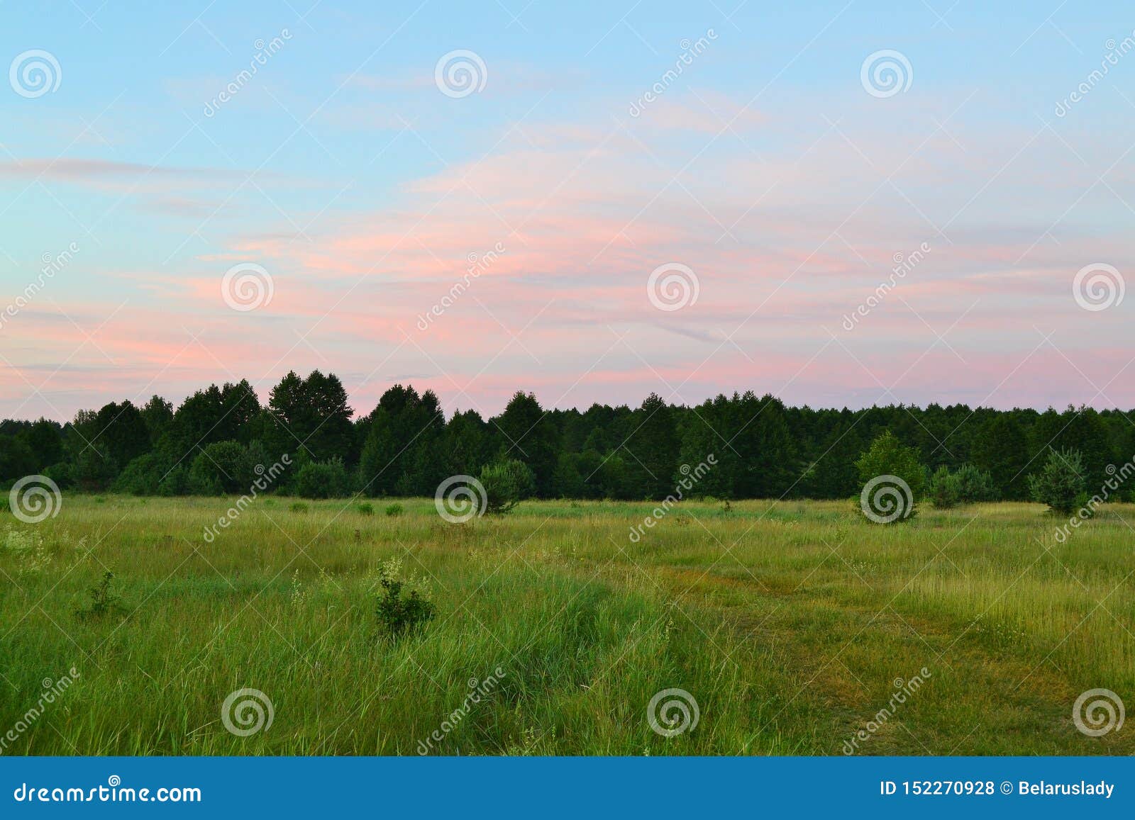 Fundo de cenário de floresta de verão