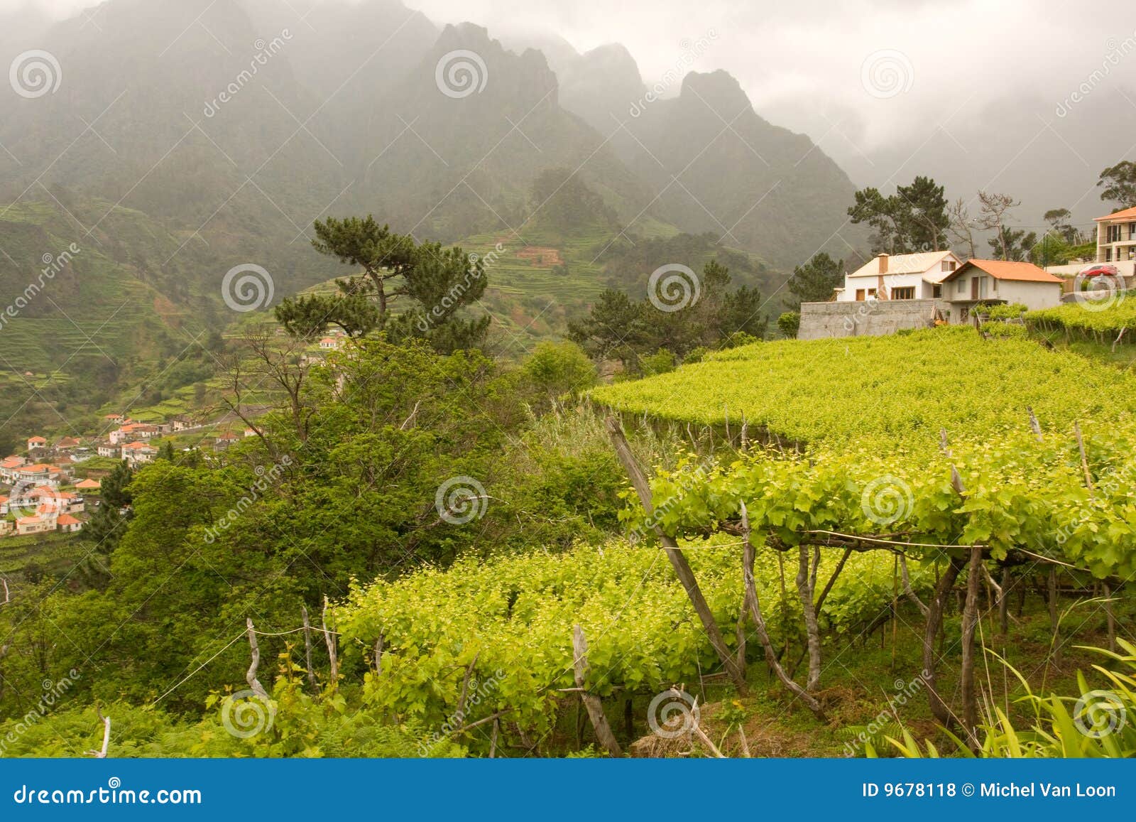 Paisagem de Madeira. Paisagem no console de Madeira Portugal. Na parte dianteira você vê que drapeja que fazem o vinho e na parte traseira as montanhas que estão na névoa