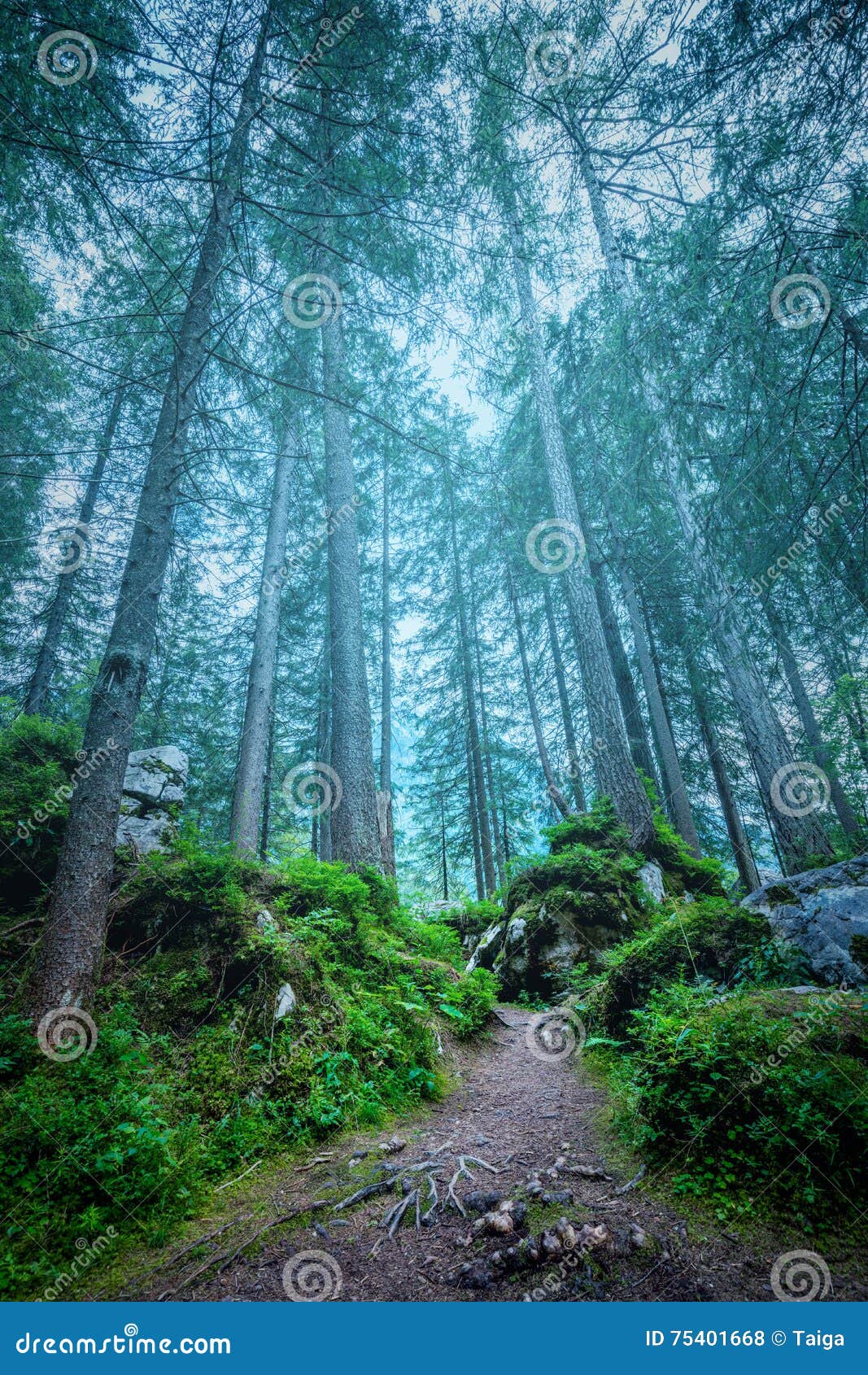 Paisagem Da Noite Com Colinas, Floresta Escura, Abeto-árvores