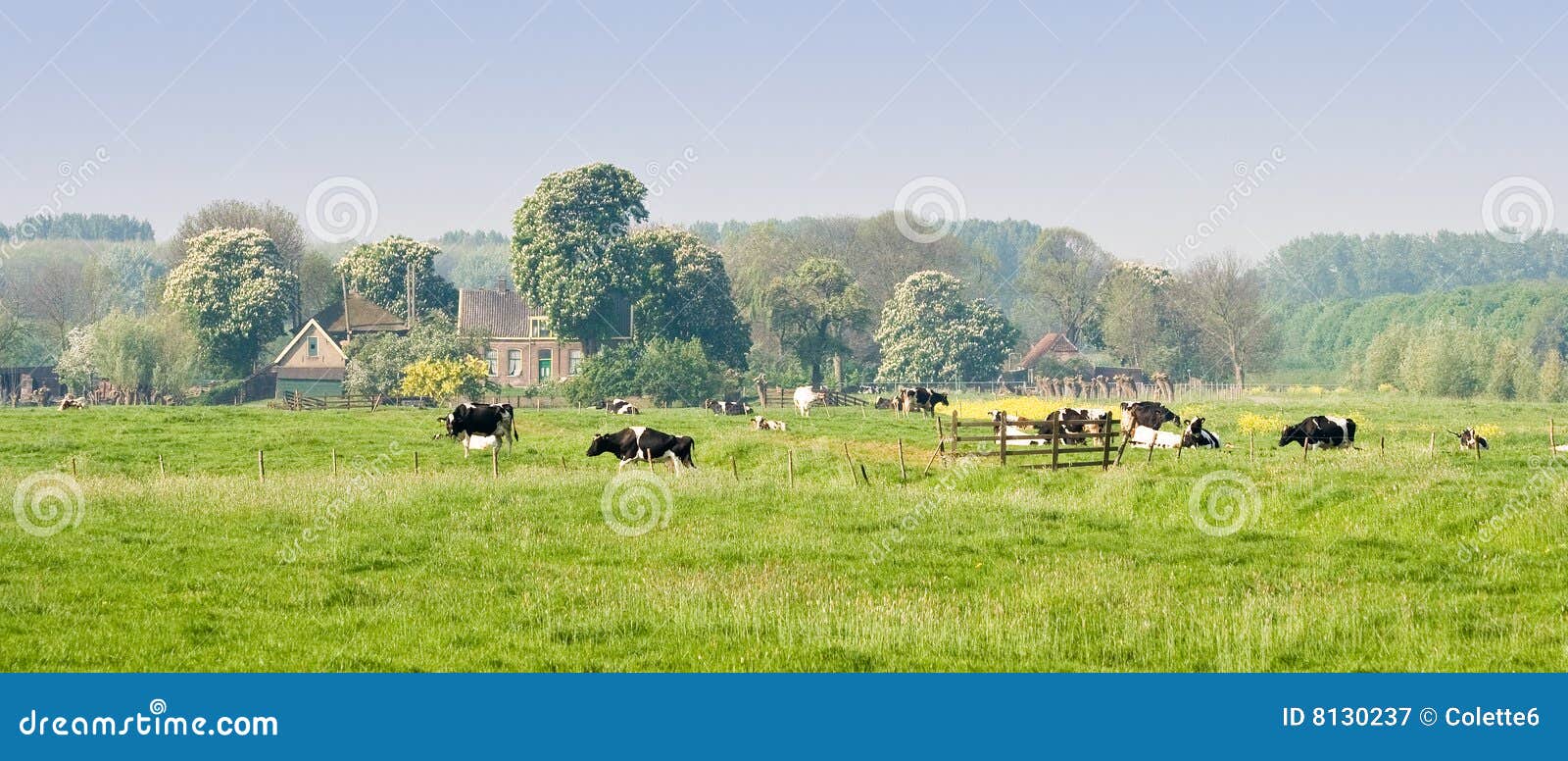 Paisagem holandesa com exploração agrícola e vacas. Paisagem holandesa com exploração agrícola, as árvores de florescência e as vacas em uma manhã silenciosa de abril