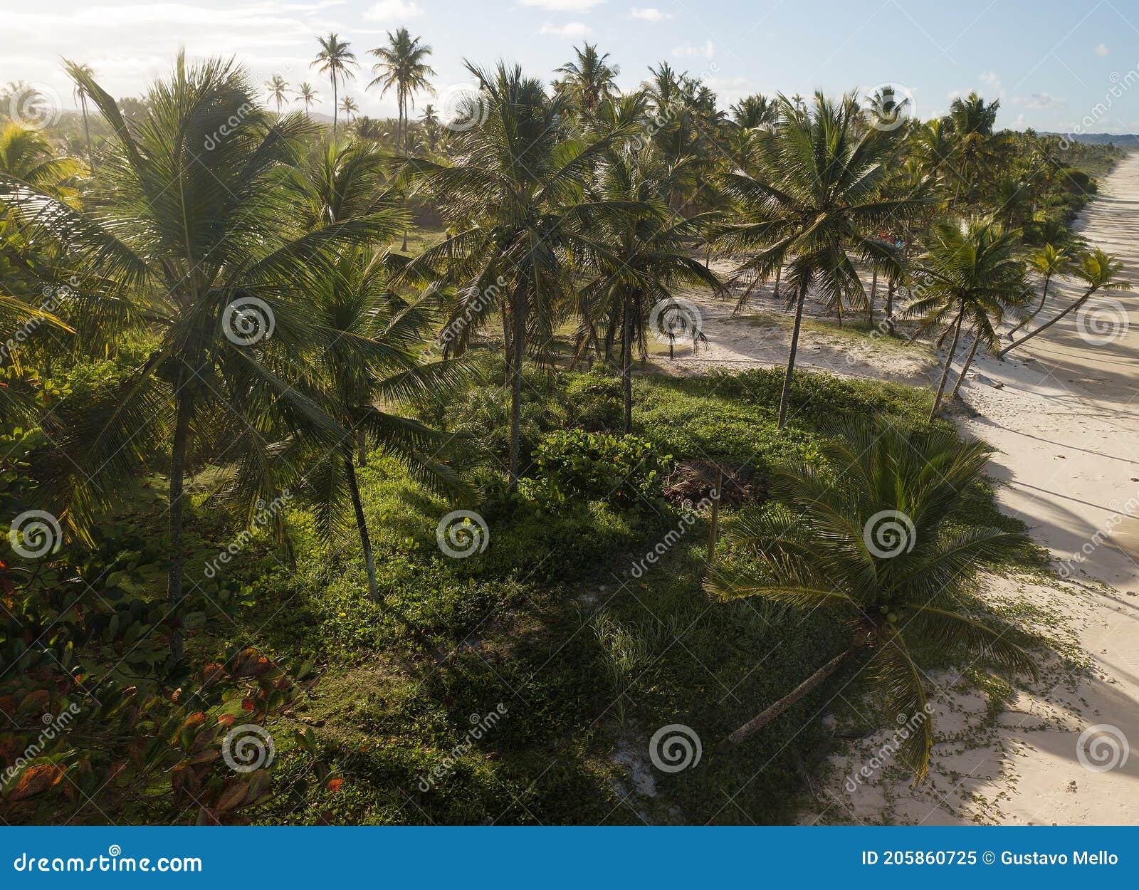 paisagem tropical coconut trees with the sunshine