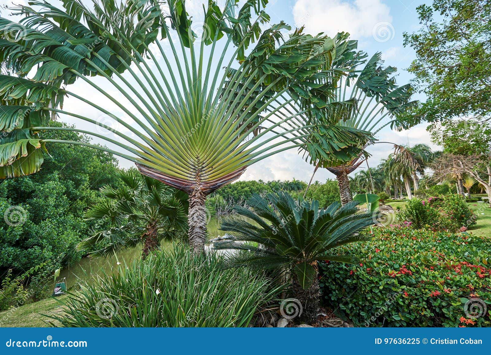 Raizes & Folhas - A Ravenala (Ravenala madagascariensis) é