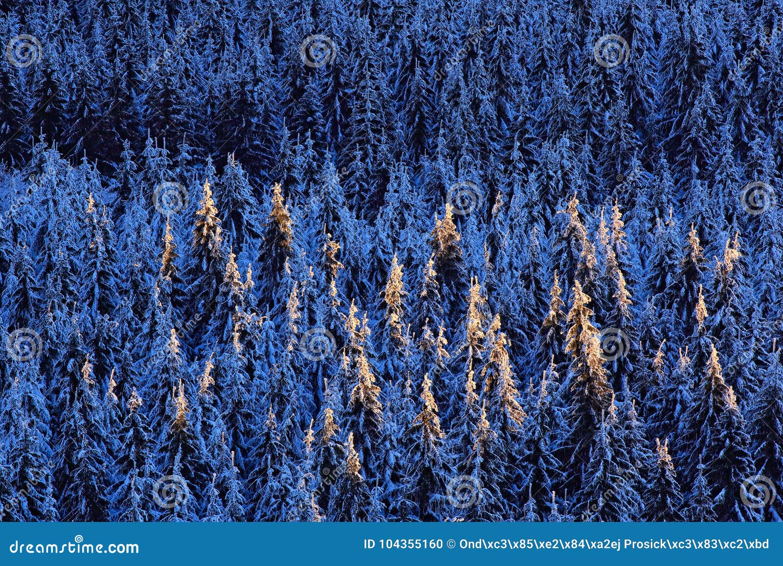 Paisaje azul del invierno, bosque del árbol de abedul con nieve, hielo y escarcha Luz rosada de la mañana antes de la salida del sol Crepúsculo del invierno, naturaleza fría, Orlicke hory