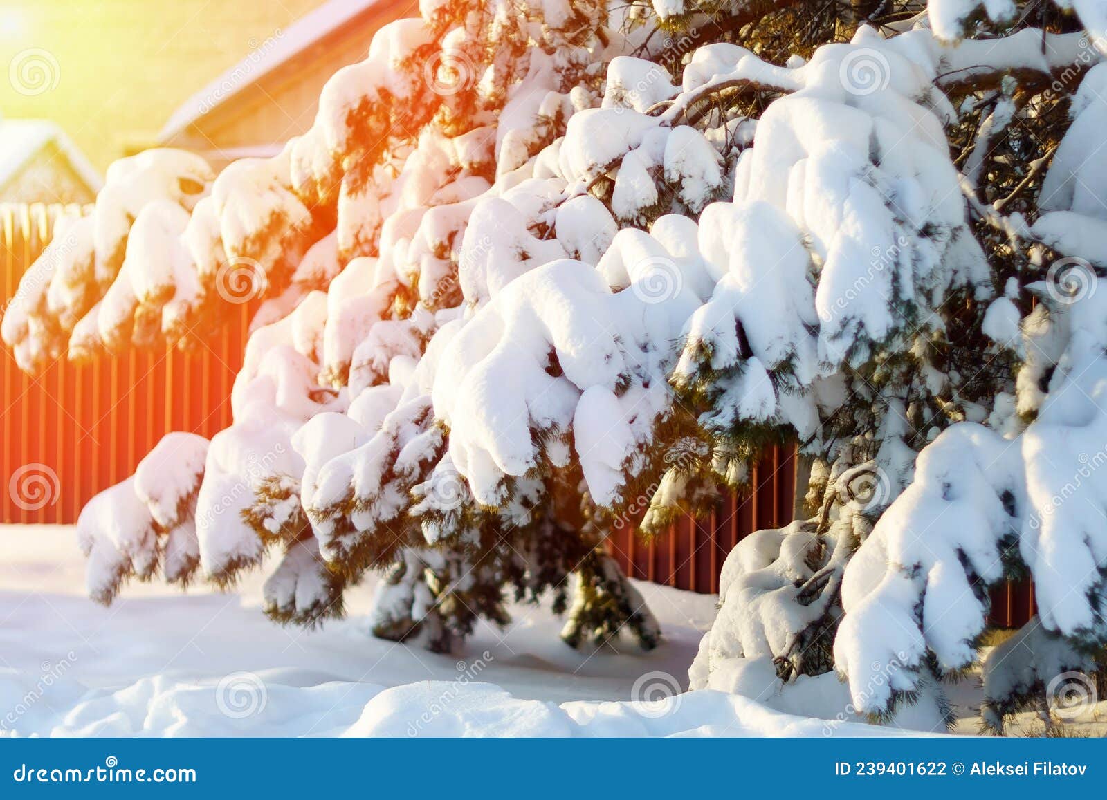 Frío Invierno Bosque Cubierto De Nieve Hermosa En Diciembre Fotos