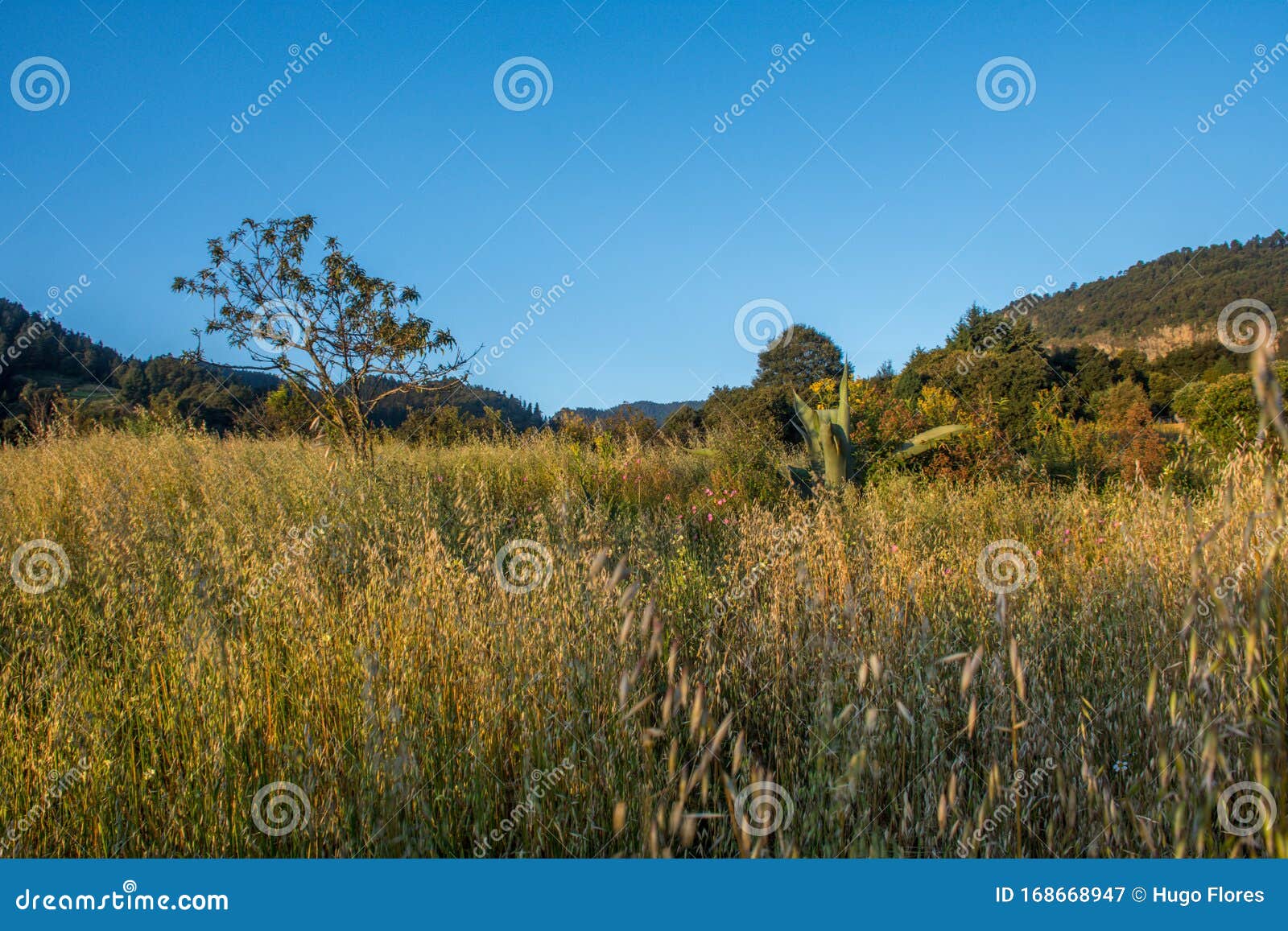 landscape with wheat at dawn