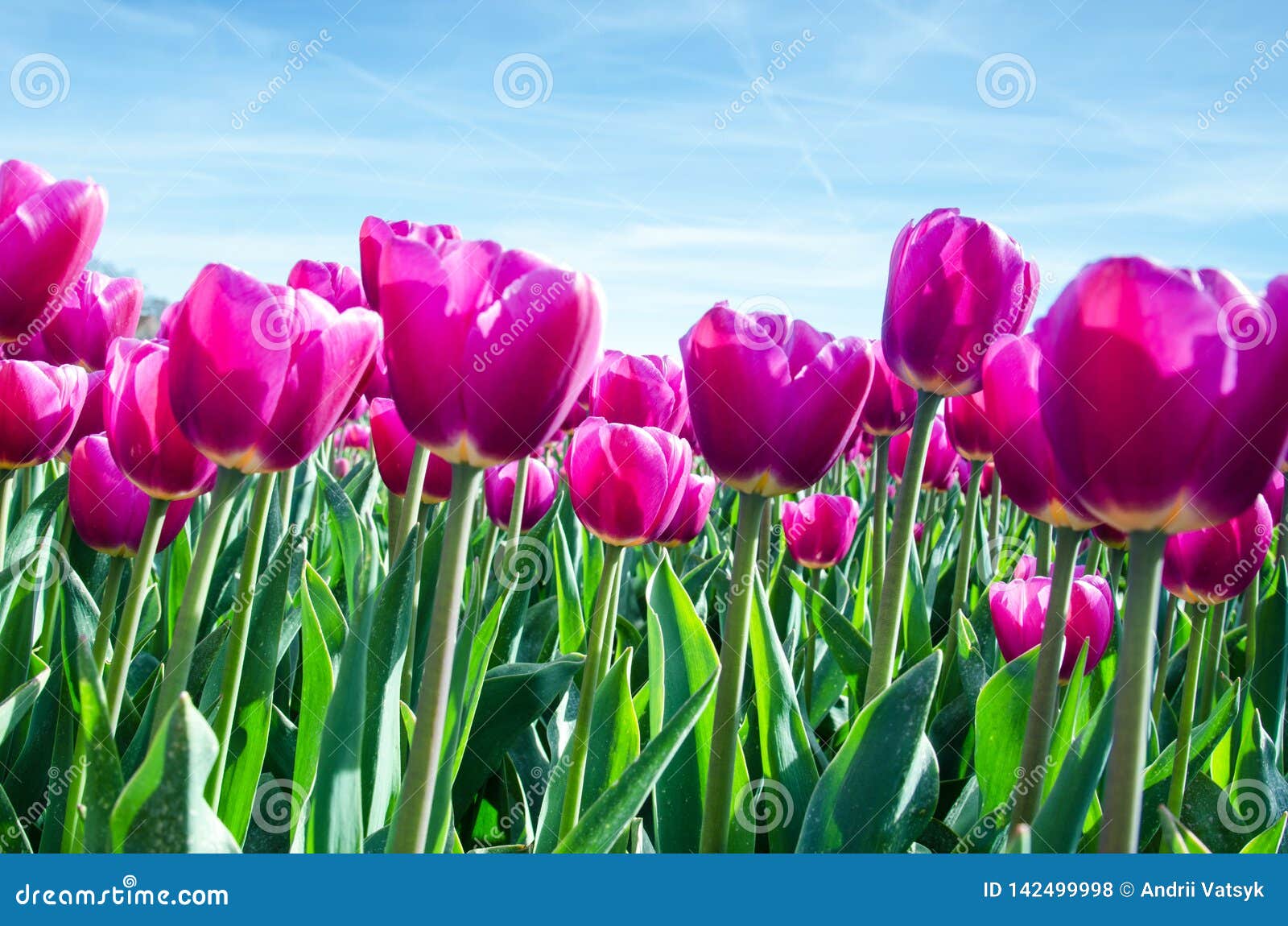 Paisaje Hermoso De La Primavera Con Los Tulipanes En Los Campos De