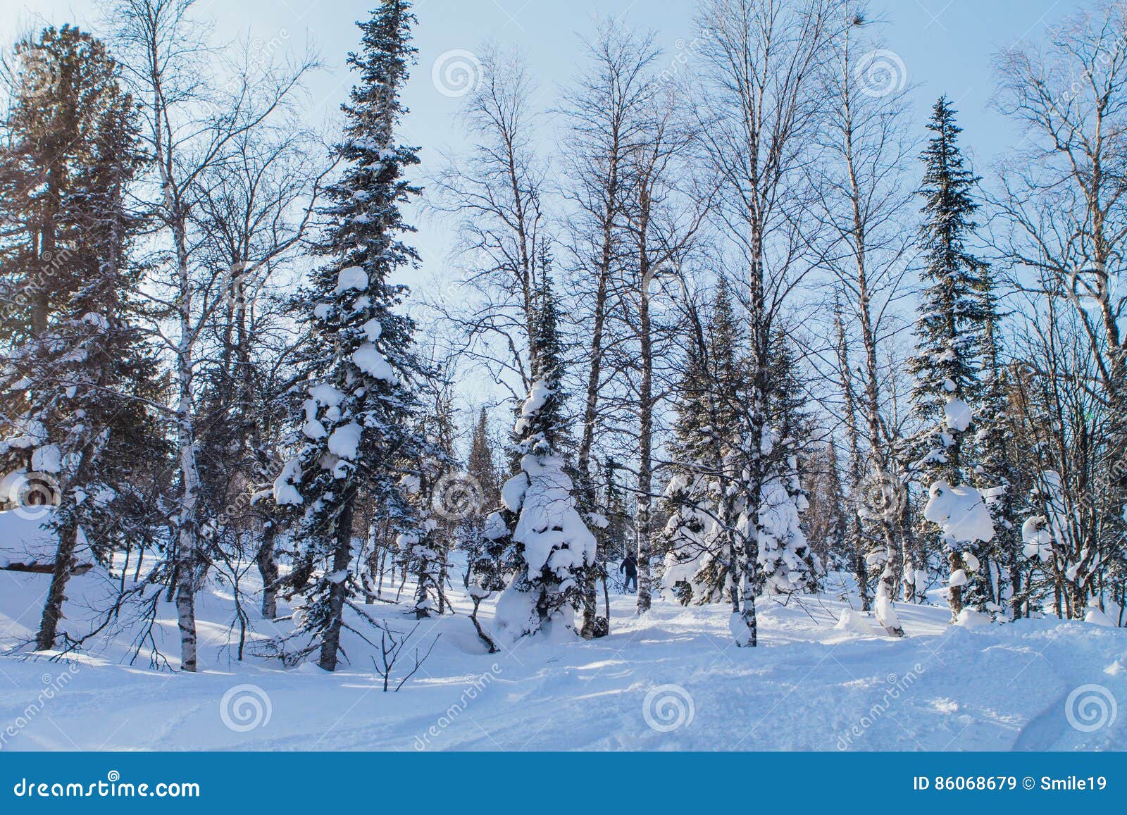 Paisaje hermoso del invierno con los árboles. Paisaje hermoso de la montaña del invierno con los árboles nevados