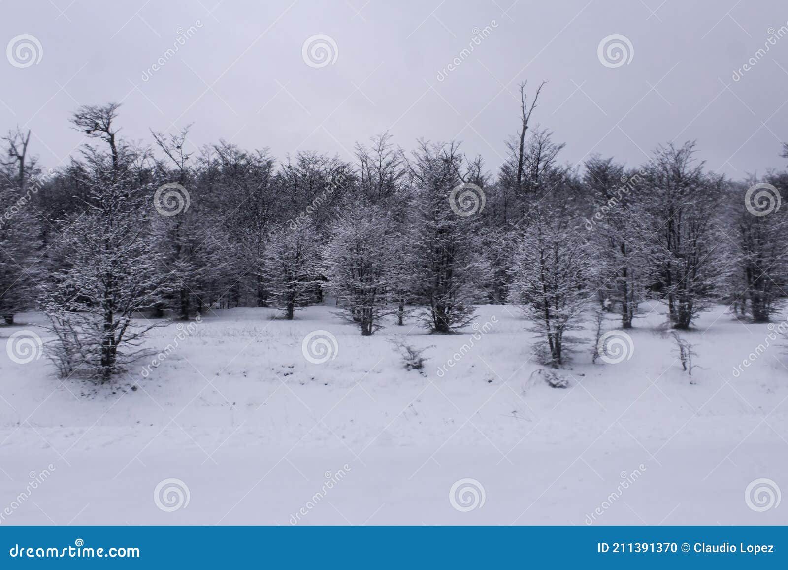 paisaje invernal con bosques llenos de nieve.