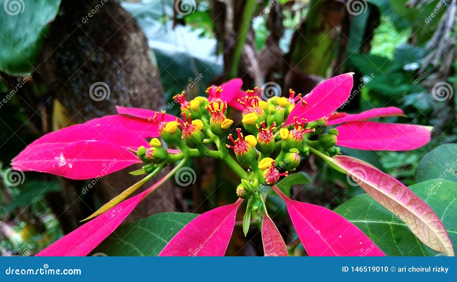 Paisaje Natural, Flores Hermosas En El Jard?n Foto de archivo - Imagen de fondo, asia: 146519010 Paisaje Natural, Flores Hermosas En El Jard?n Foto de archivo - Imagen de fondo, asia: 146519010