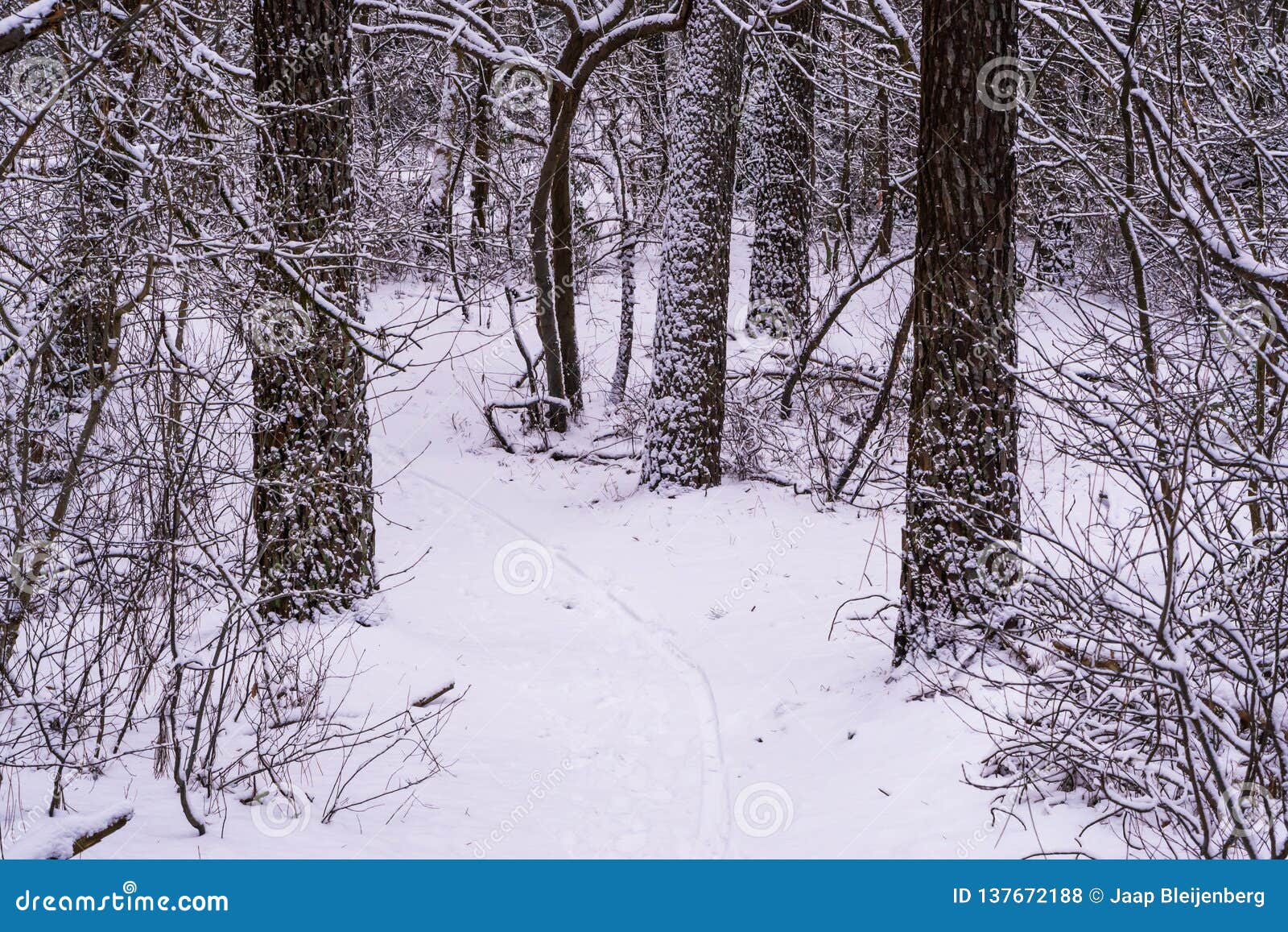 Paisaje nevoso blanco del bosque, trayectoria que camina y troncos de árbol cubiertos en la nieve, estación del invierno en un pa. Un paisaje nevoso blanco del bosque, una trayectoria que camina y troncos de árbol cubiertos en la nieve, estación del invierno en un paisaje holandés de maderas