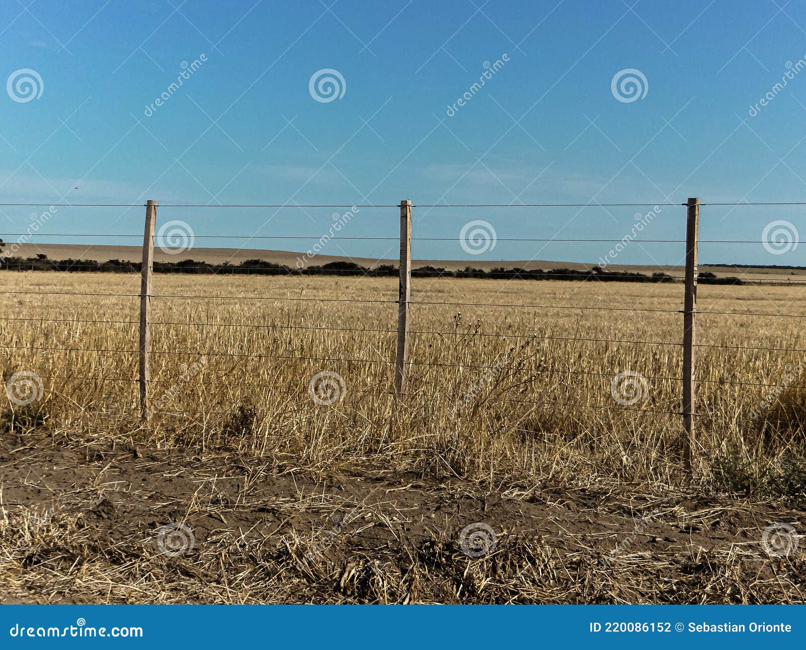 paisaje rural campo con rastrojos de trigo