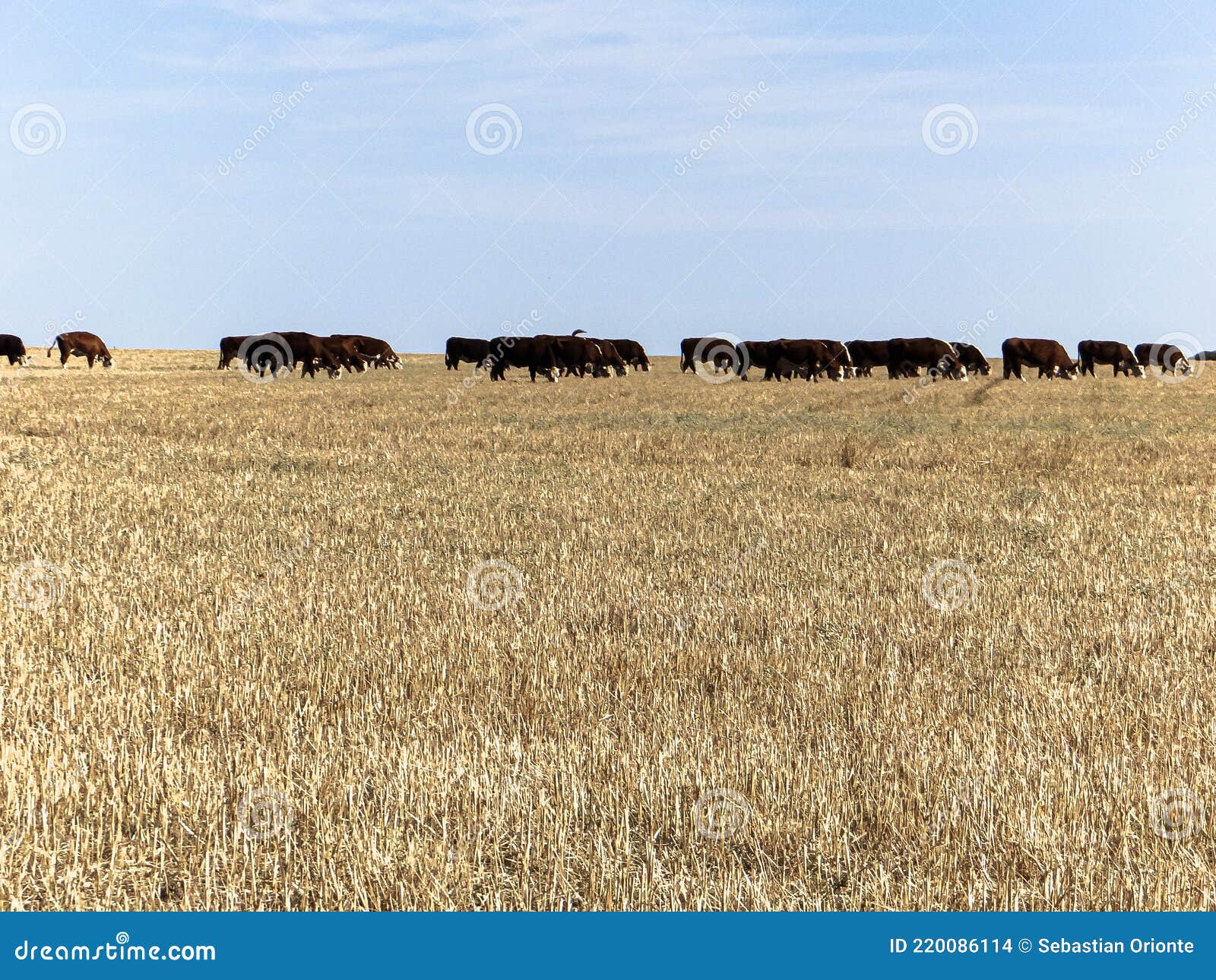 paisaje rural campo con rastrojos de trigo