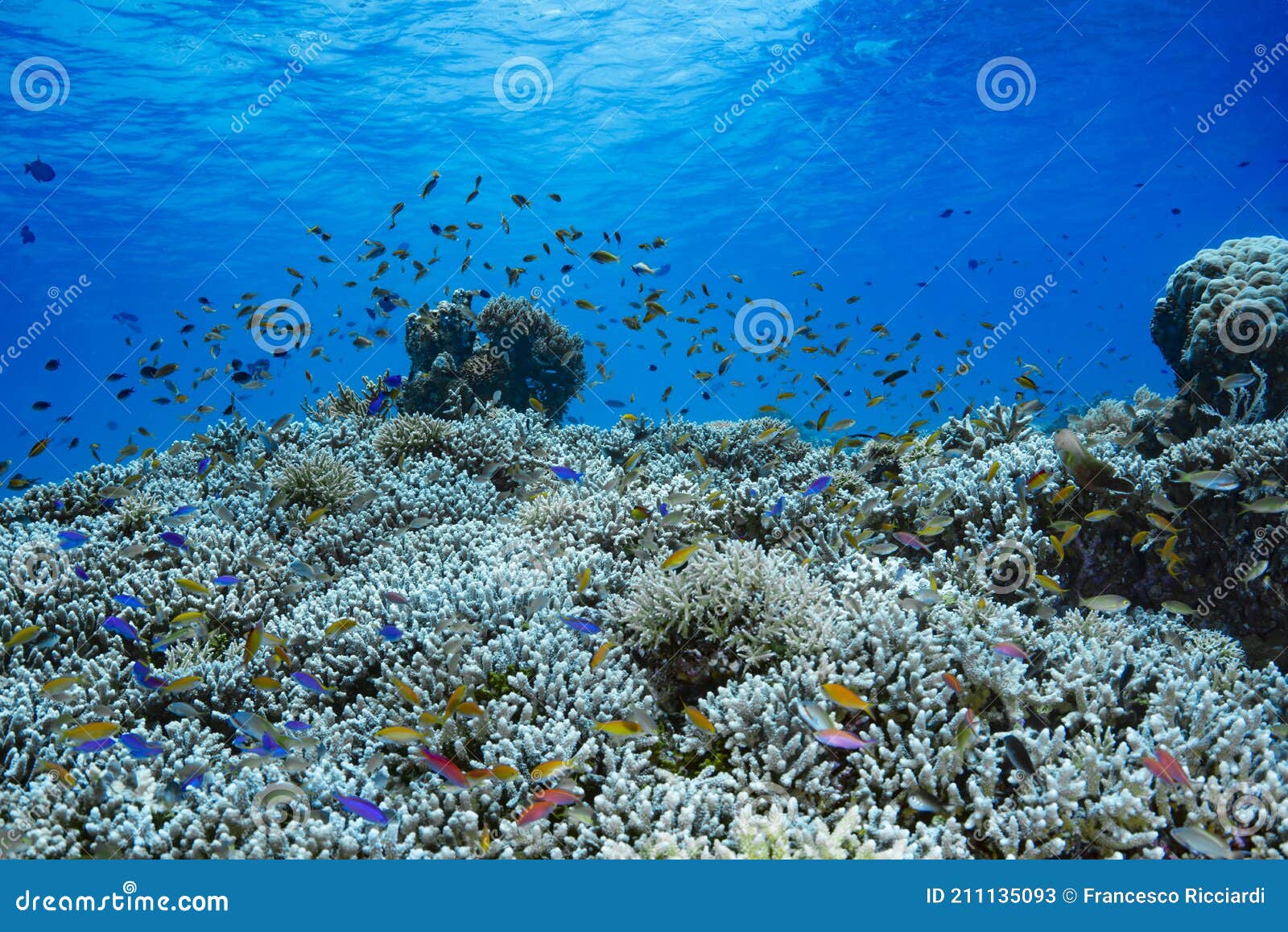 Paisaje Submarino Arrecife De Coral Tropical Tubbataha Imagen De