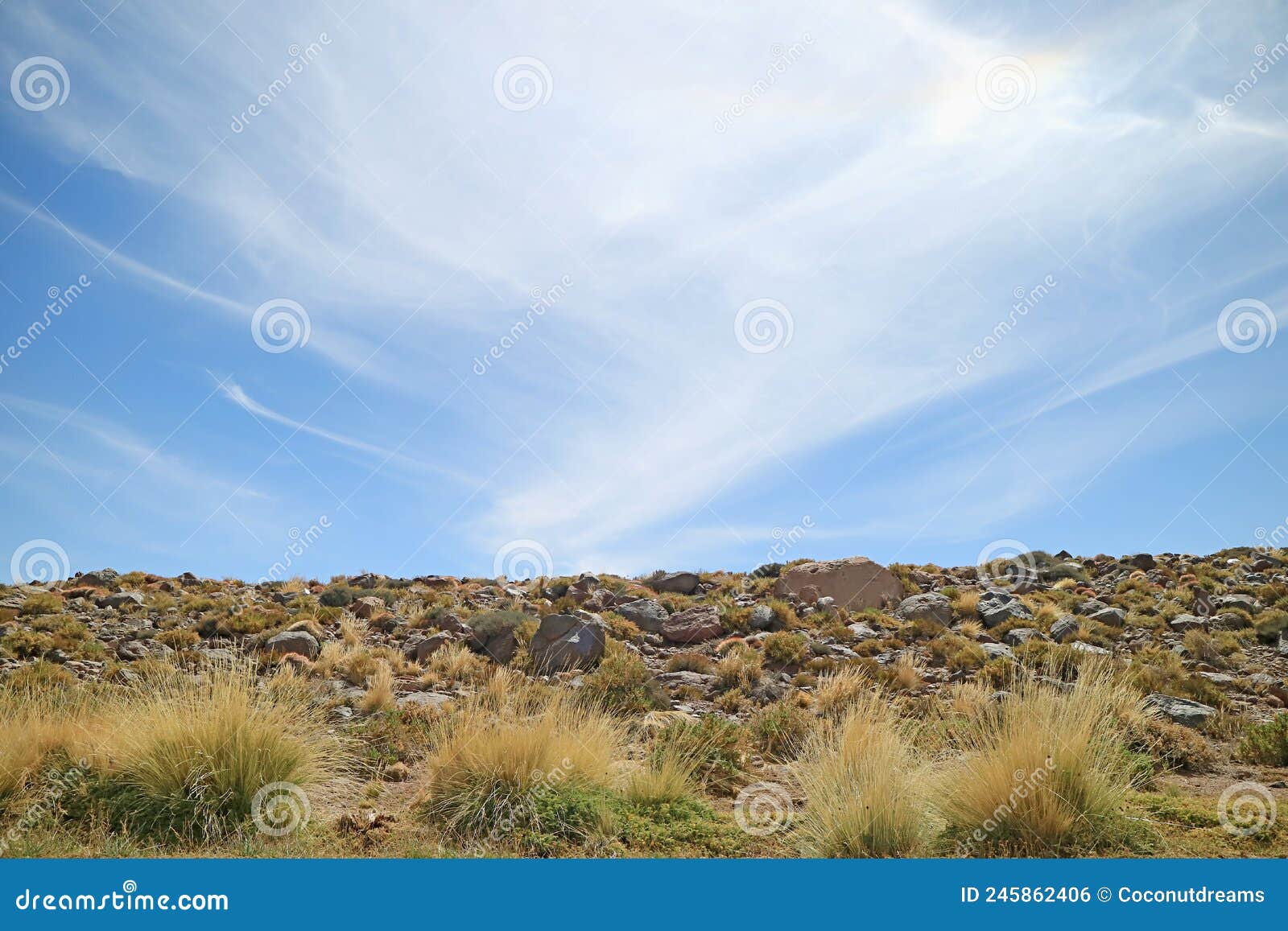 paja ichu or peruvian feather grass, amazing desert plants in atacama desert, antofagasta region of northern chile