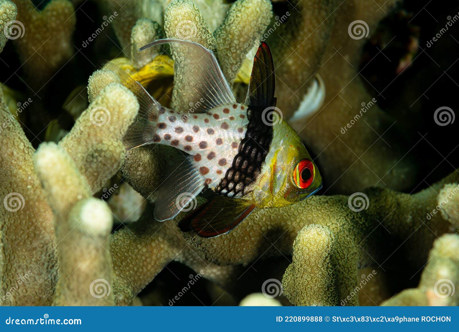 Pajama cardinalfish fish stock photo. Image of nature 220899888