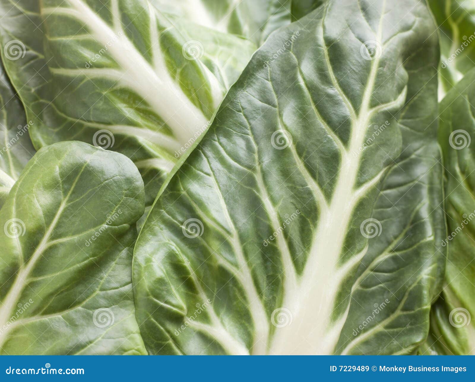 Semi Di Pak Choi Biologici - Cavolo Cinese Per Orto Domestico, Facile Da Coltivare, Confezione Da 100 Semi - Foto 7