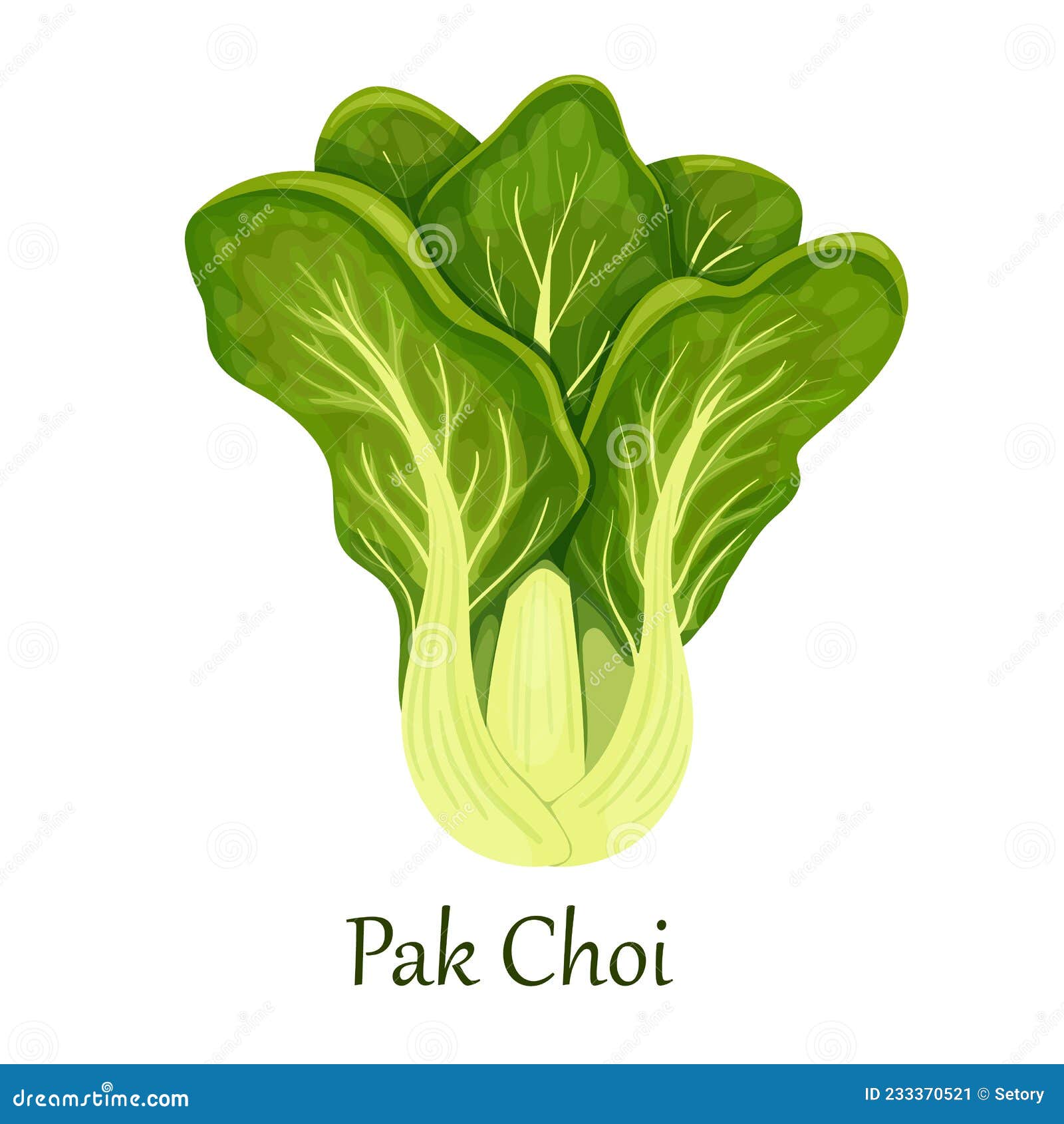 Pak Choi Cabbage or Chinese Cabbage Stock Vector Illustration of natural, cooking 233370521
