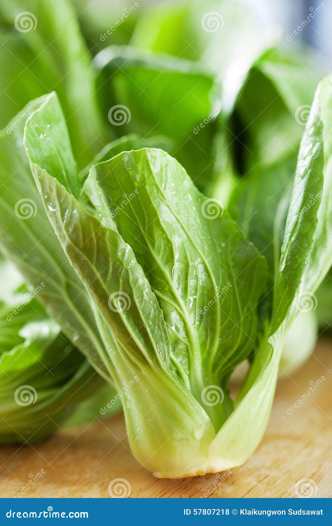 Pak Choi (chinese Cabbage) Prepare for Cooking Stock Photo Image of