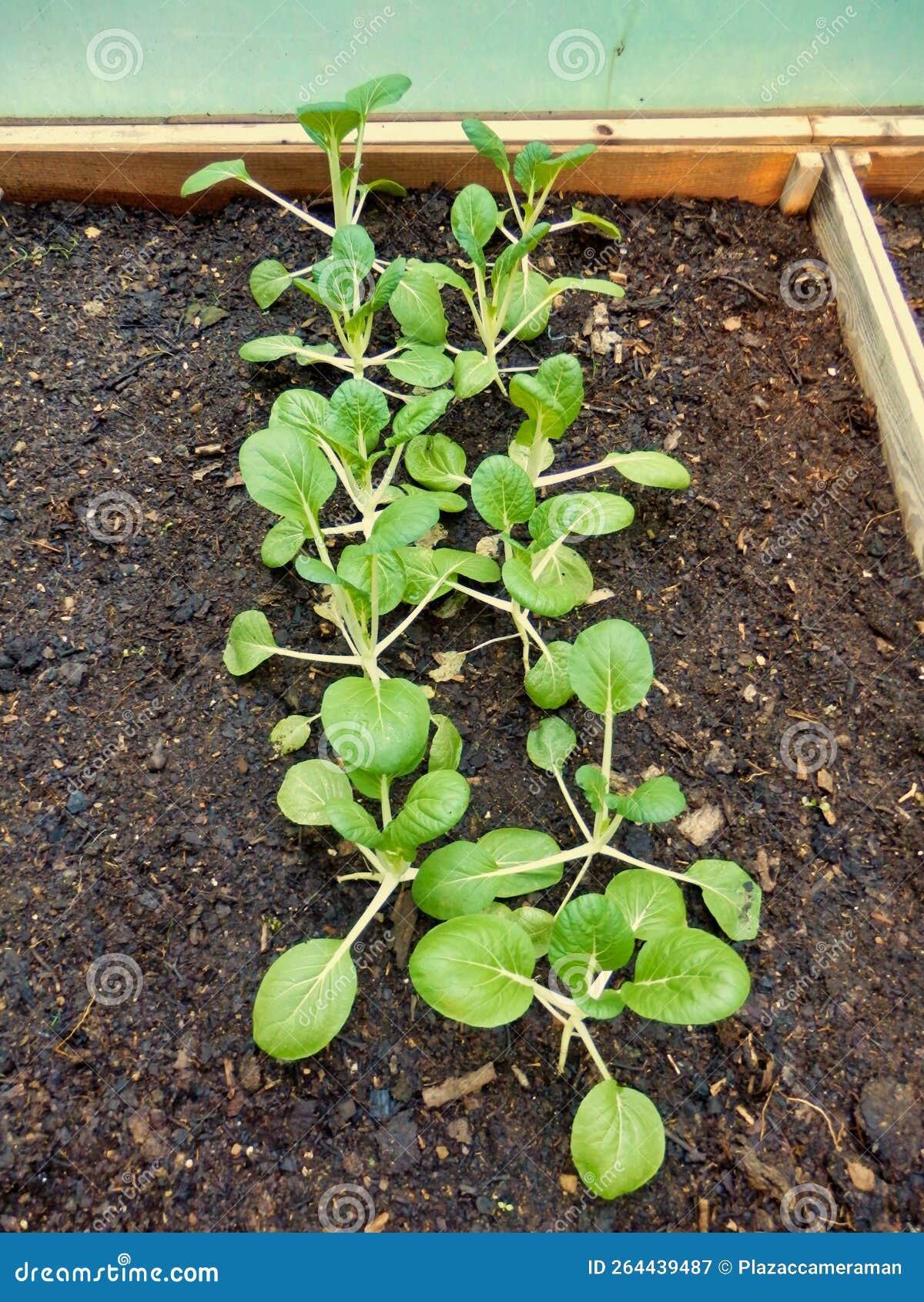 pak choi growing in a vegetable bed in a polytunnel