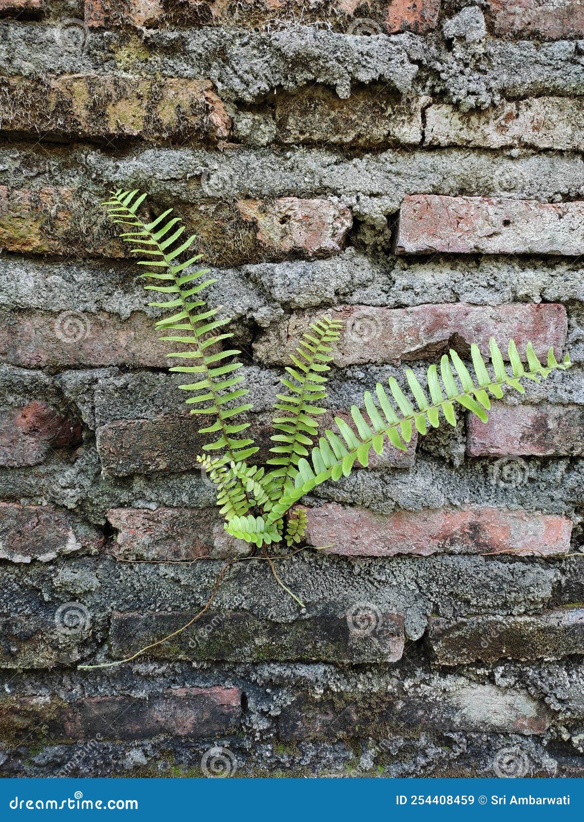 pakis or fern growing on the brick wall