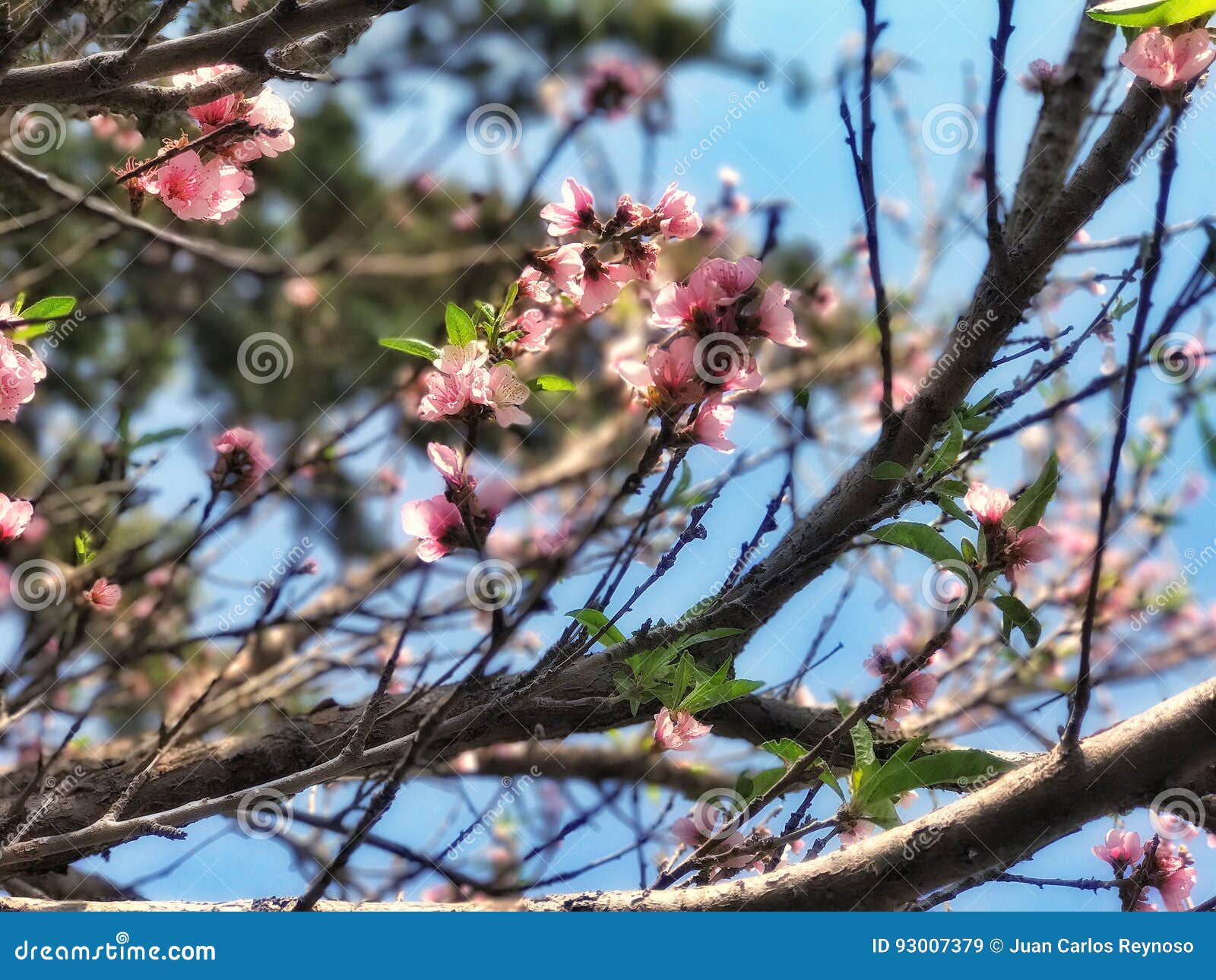 arbol de durazno // peach tree